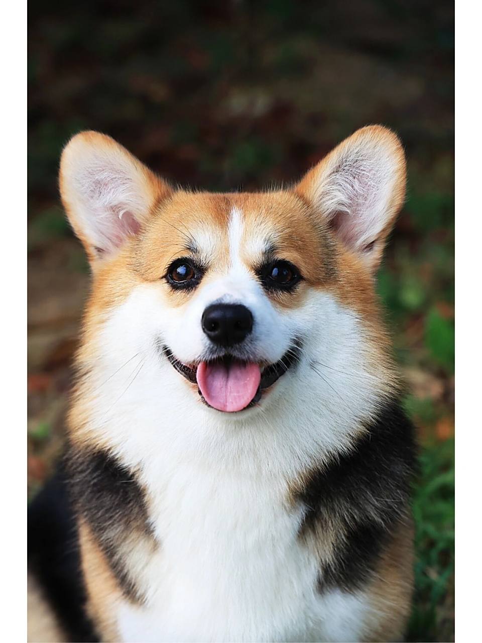 漂亮的三色柯基女孩"小辣椒" 这样甜美可爱的小狗狗,你喜欢吗?