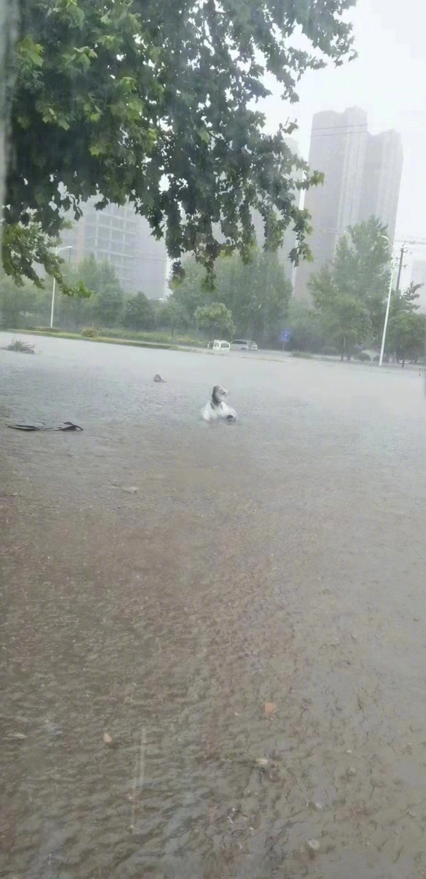 河南洛阳孟津暴雨图片