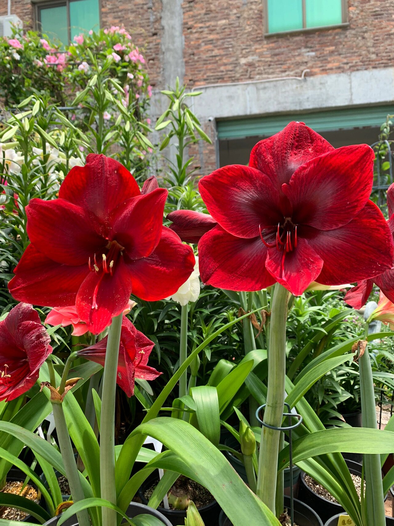 朱顶红卡门&黑天鹅,黑天鹅更迷人.