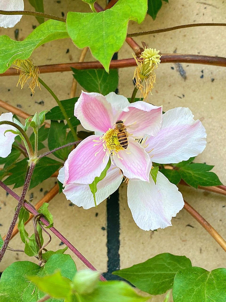 今天再推荐个铁线莲品种～蒙大拿杰出 花如其名～真的很杰出哇 花期蛮
