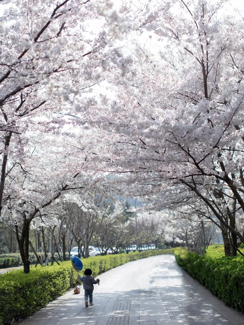 青岛中山公园樱花图片