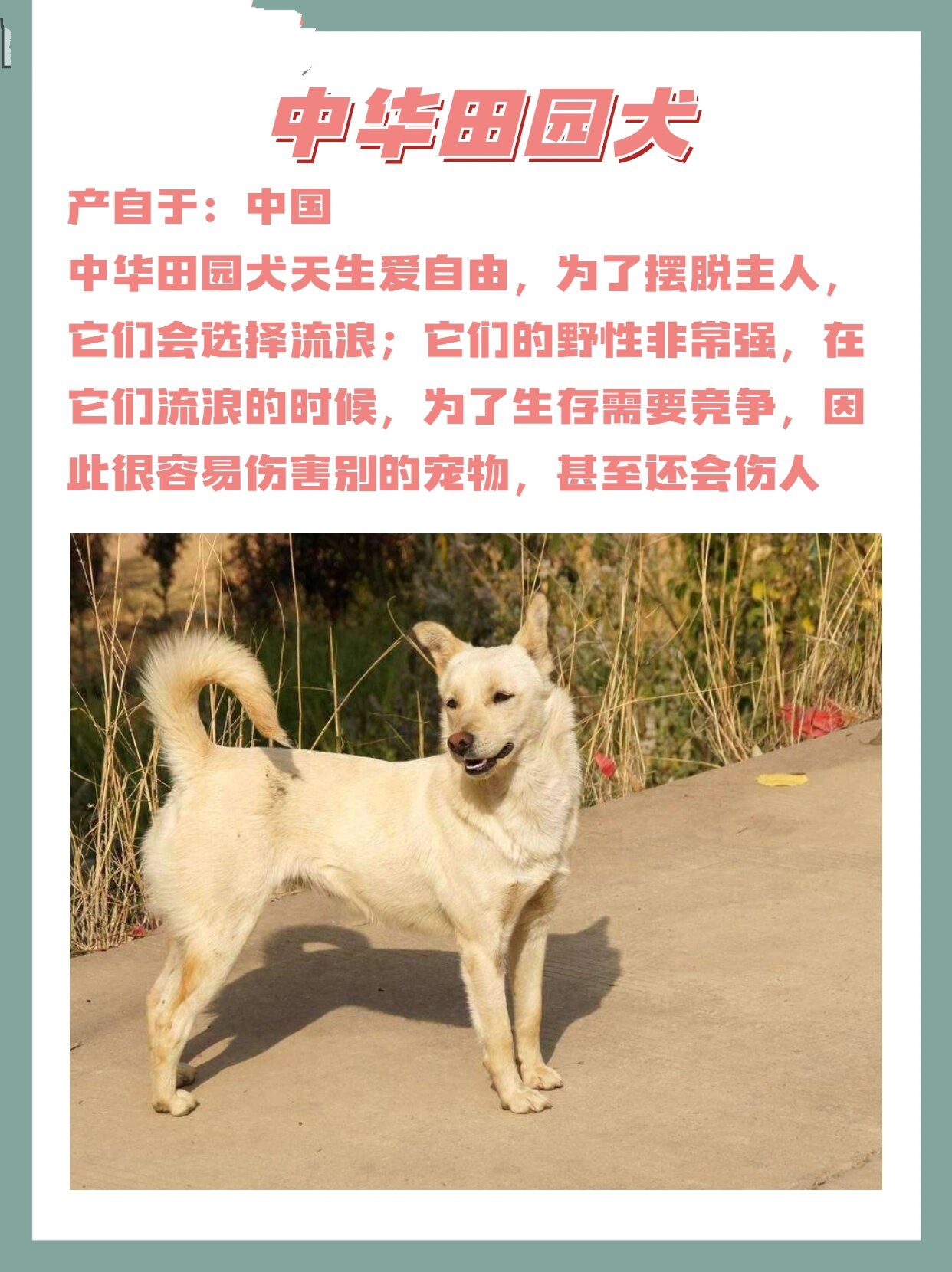 重庆禁养犬2022图片