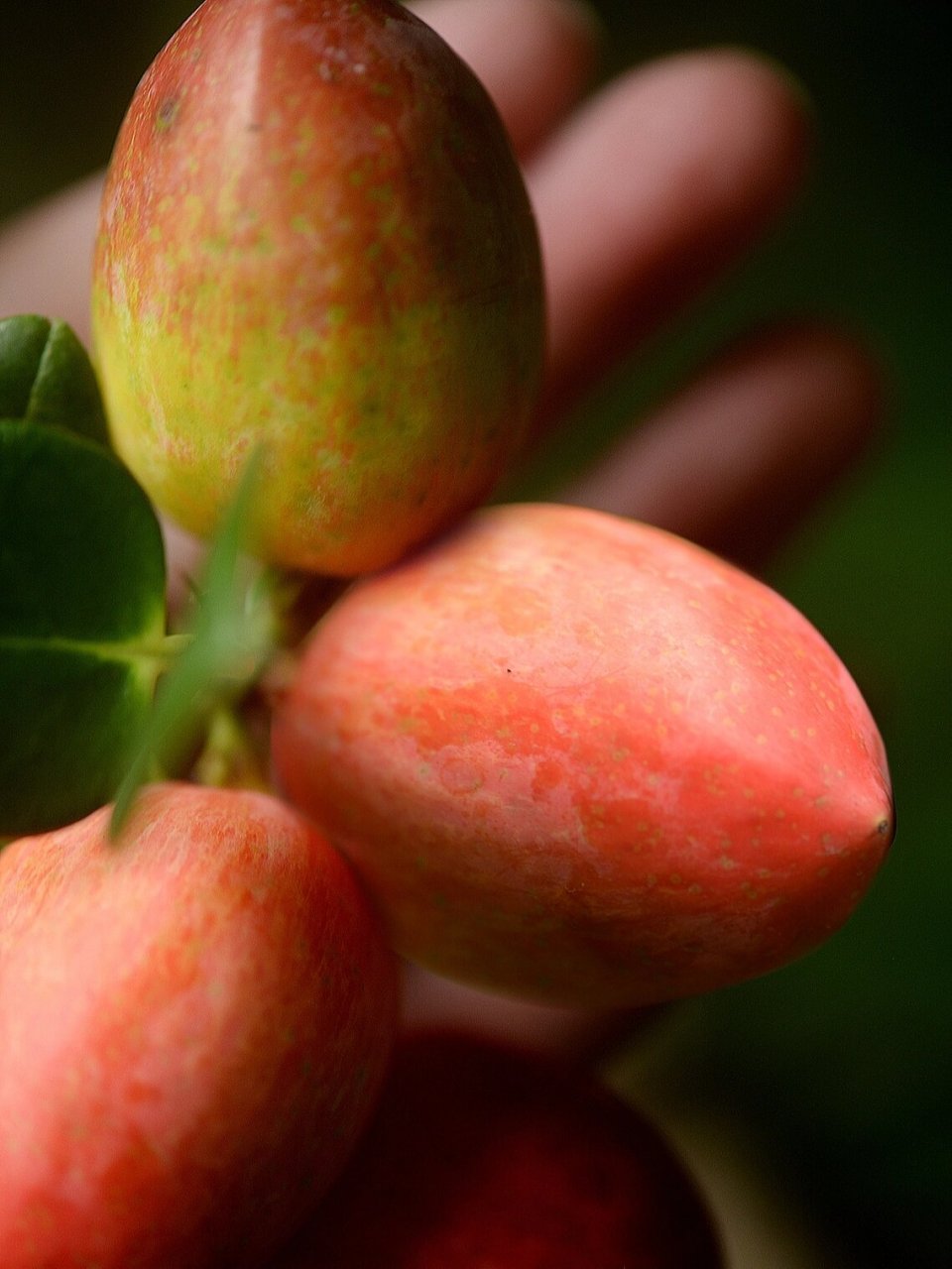 大花假虎刺 别名美国樱桃,原产南非,夹竹桃科,有针刺,枝叶果都有白色