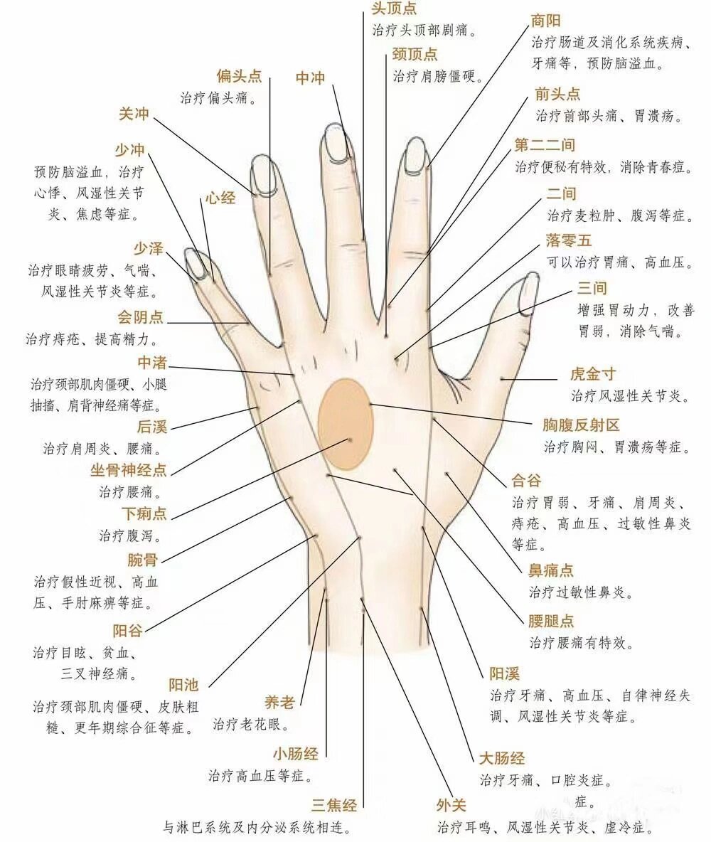 手背穴位图