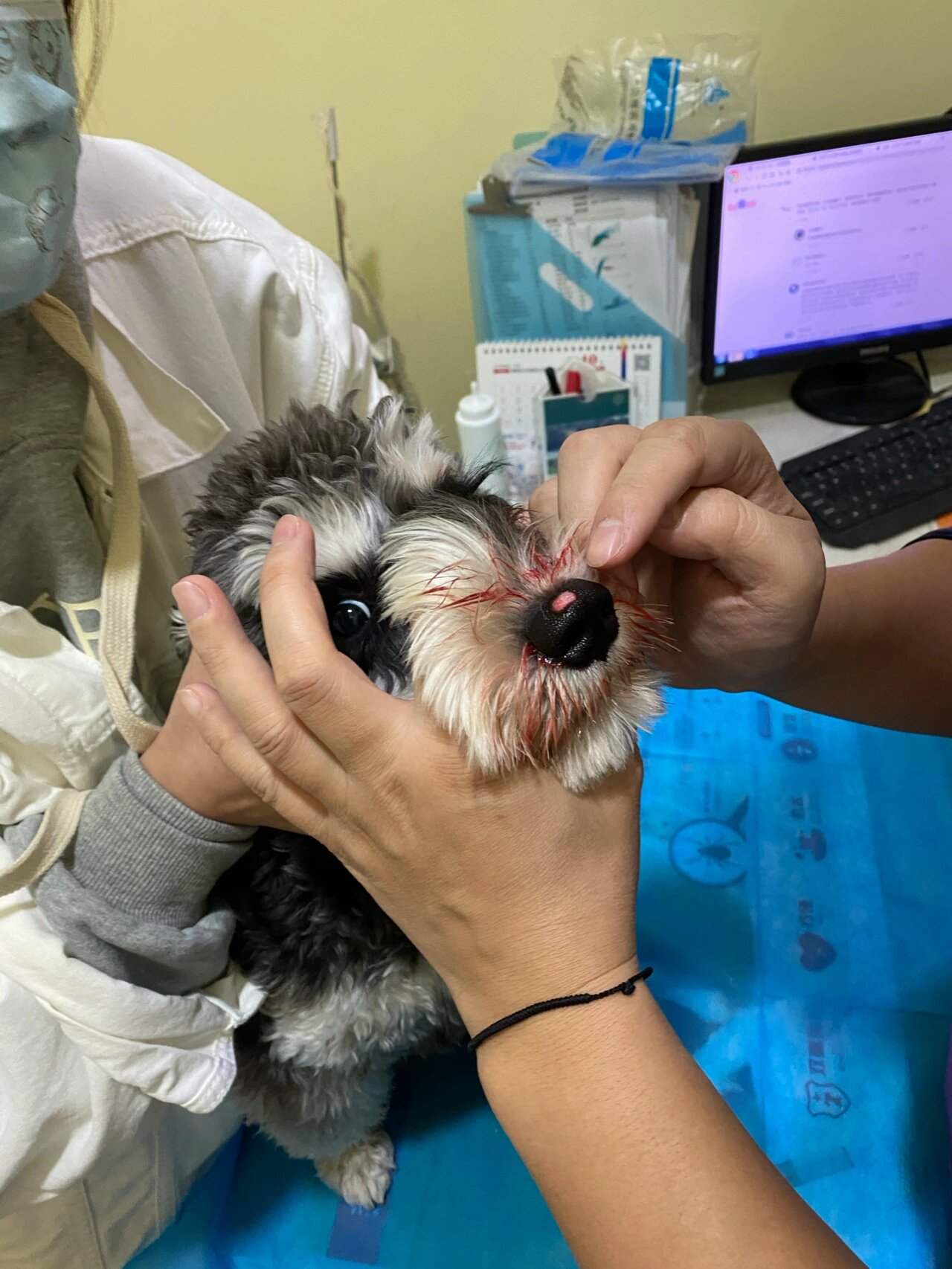 求助狗狗鼻子破了,还能长出来肉吗