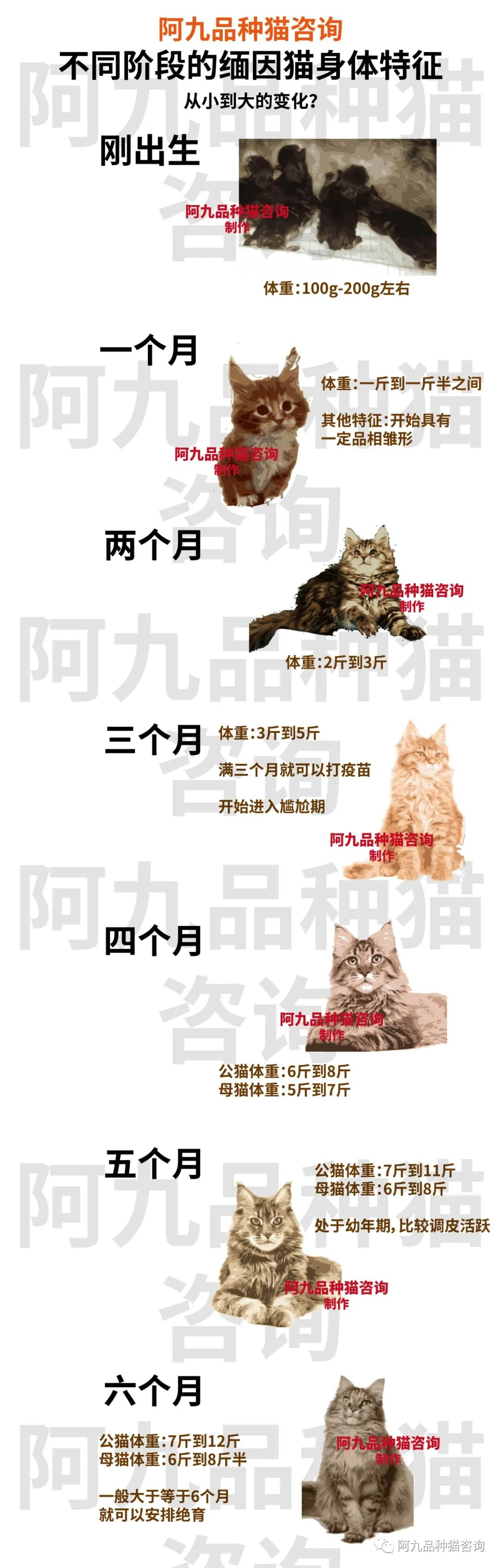 缅因猫多长图片