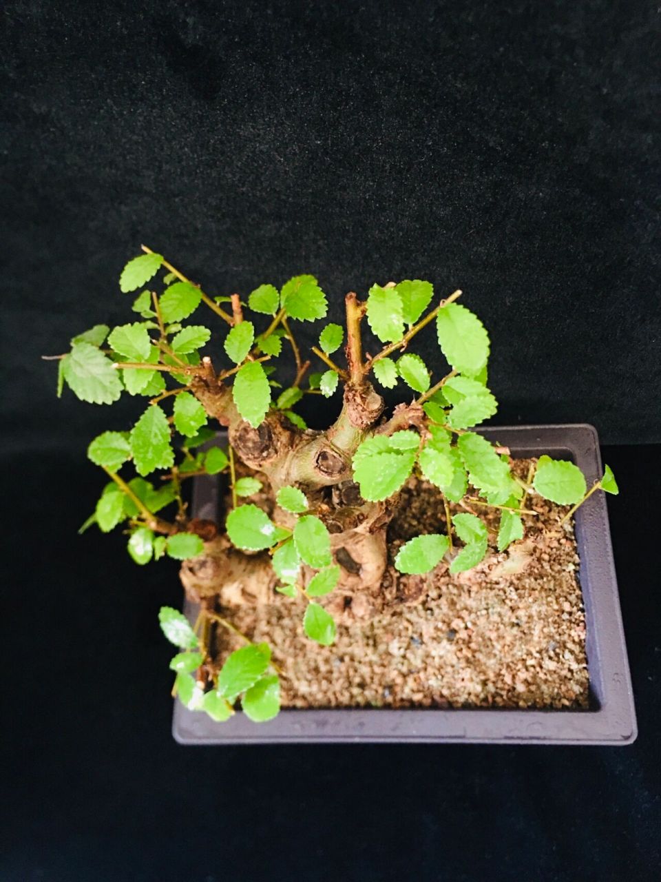 小叶榔榆盆景 红芽小叶榔榆,遇到合适的温度,新叶会发红养了十多年了