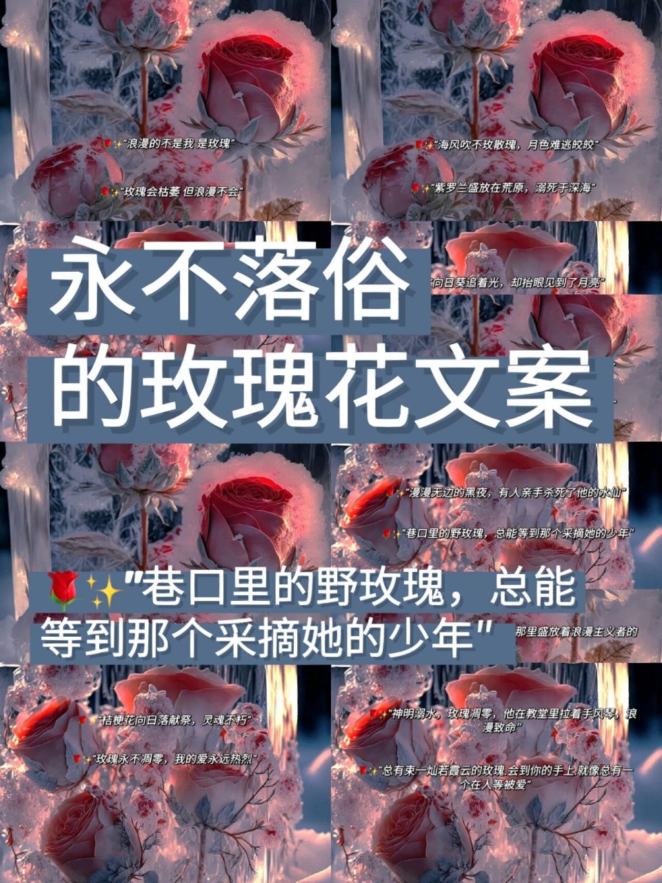 玫瑰花文案|永不落俗的玫瑰花文案 哈喽,大家好呀(●°u°●)6702