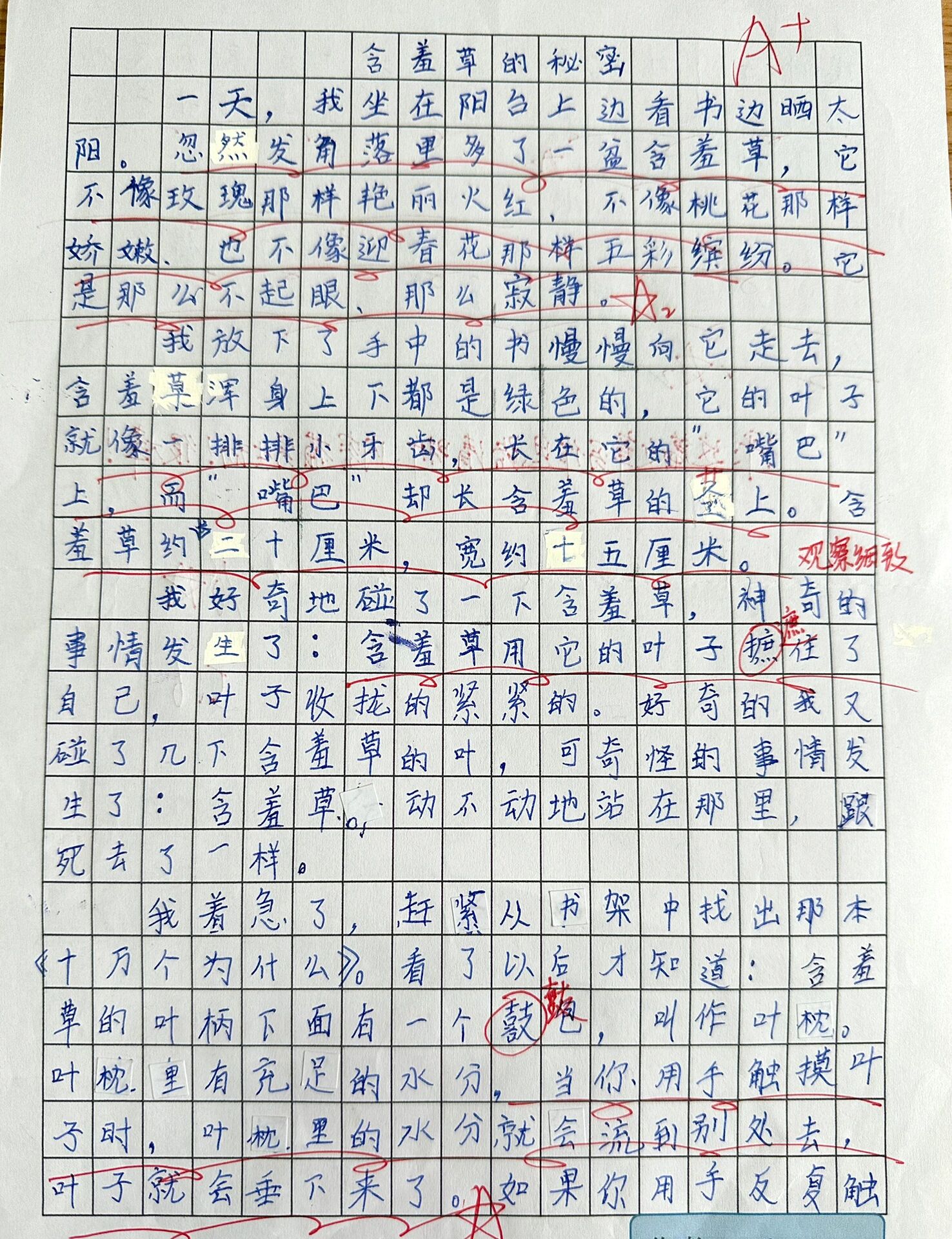 含羞草作文300字3年级图片