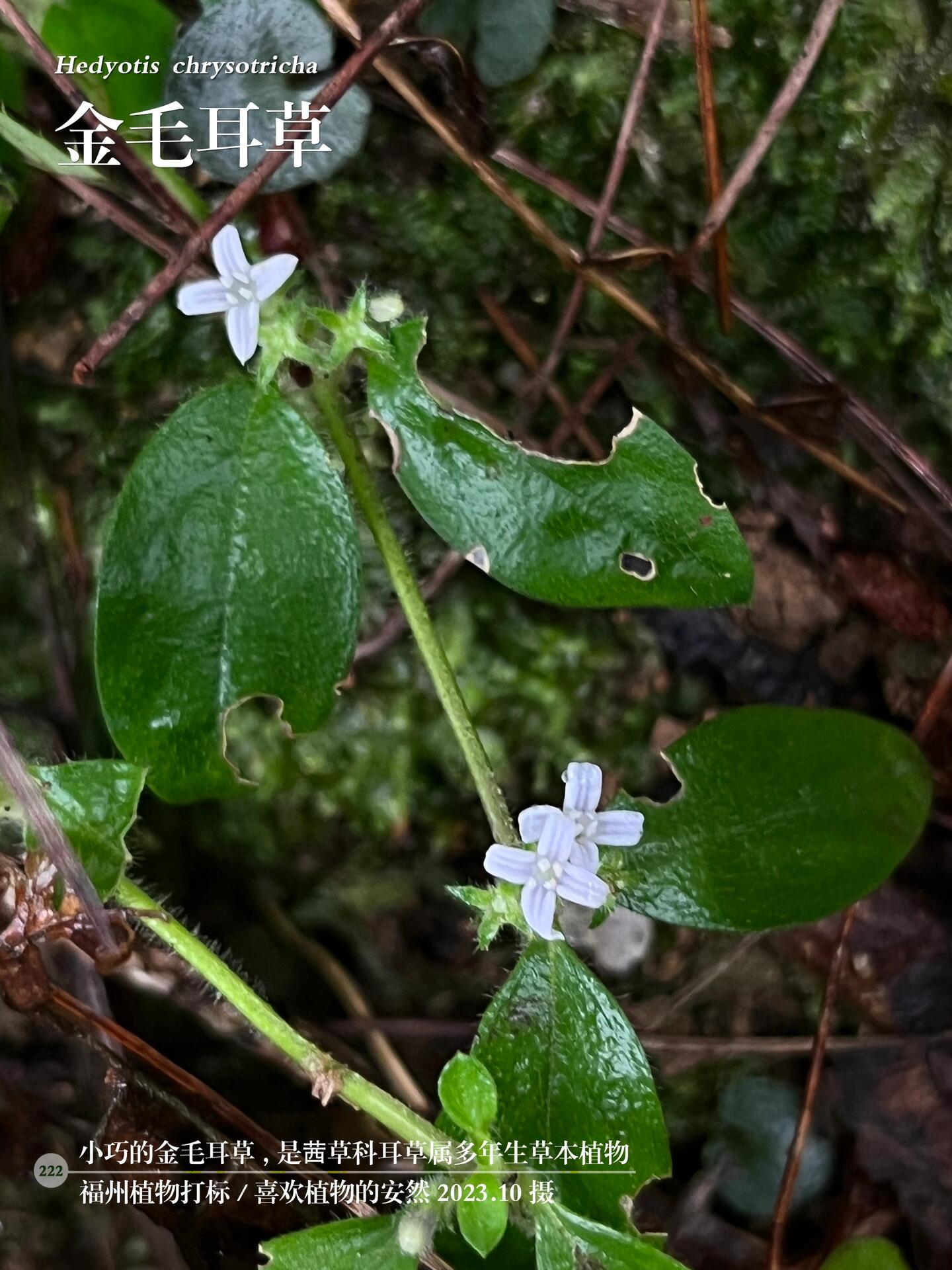 福州植物打标222 | 小巧的金毛耳草