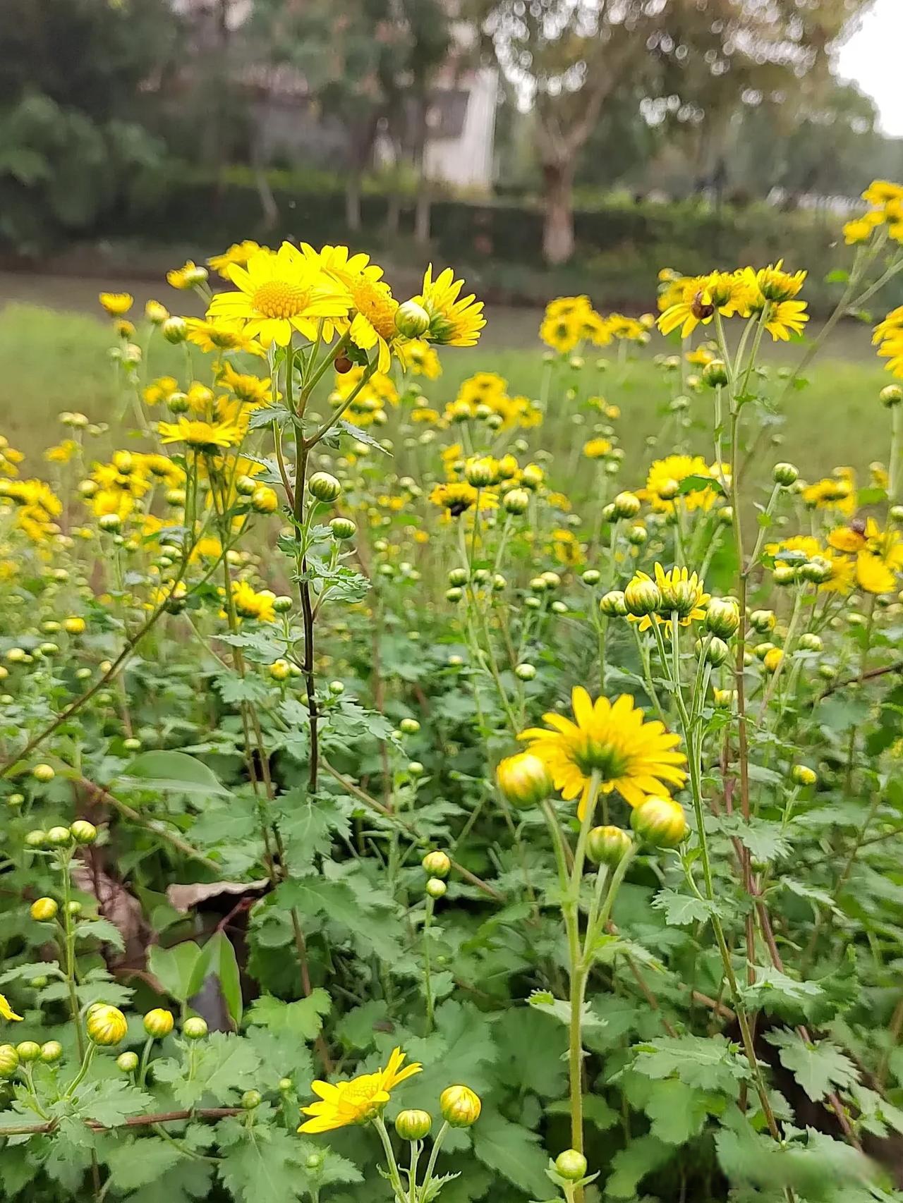 夏季的考验,我们的芳香花园再次迎来绽放,很多芳香植物花开的特别艳丽