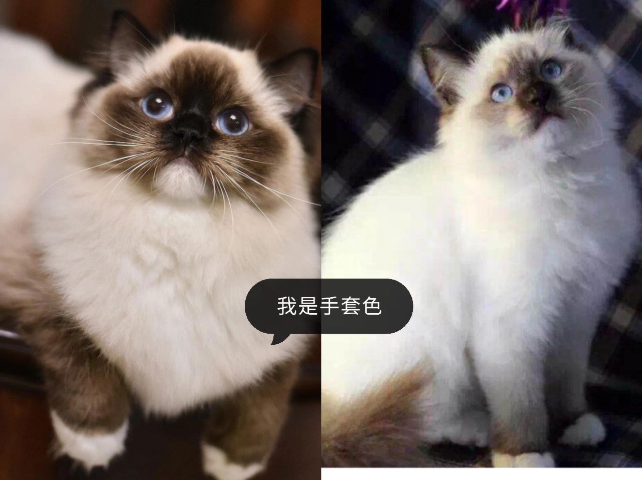 手套色和重点色,暹罗和布偶的区别!