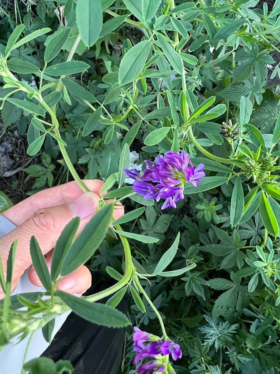 东北路边的那些野花——紫苜蓿 紫苜蓿花语:幸运.