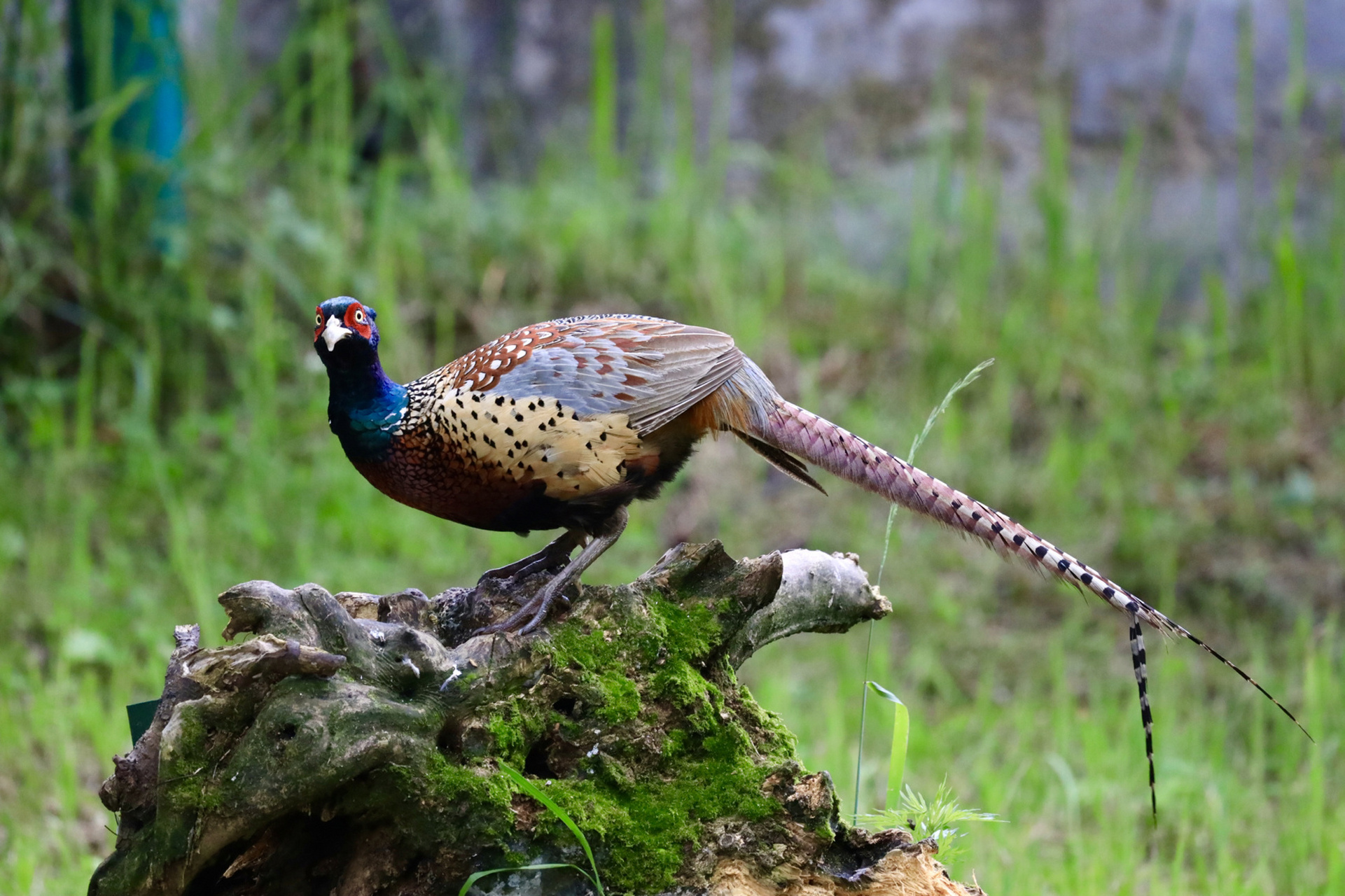 是我国华东环颈雉鸡于1881年引入美国,经100多年的杂交选育而形成的.