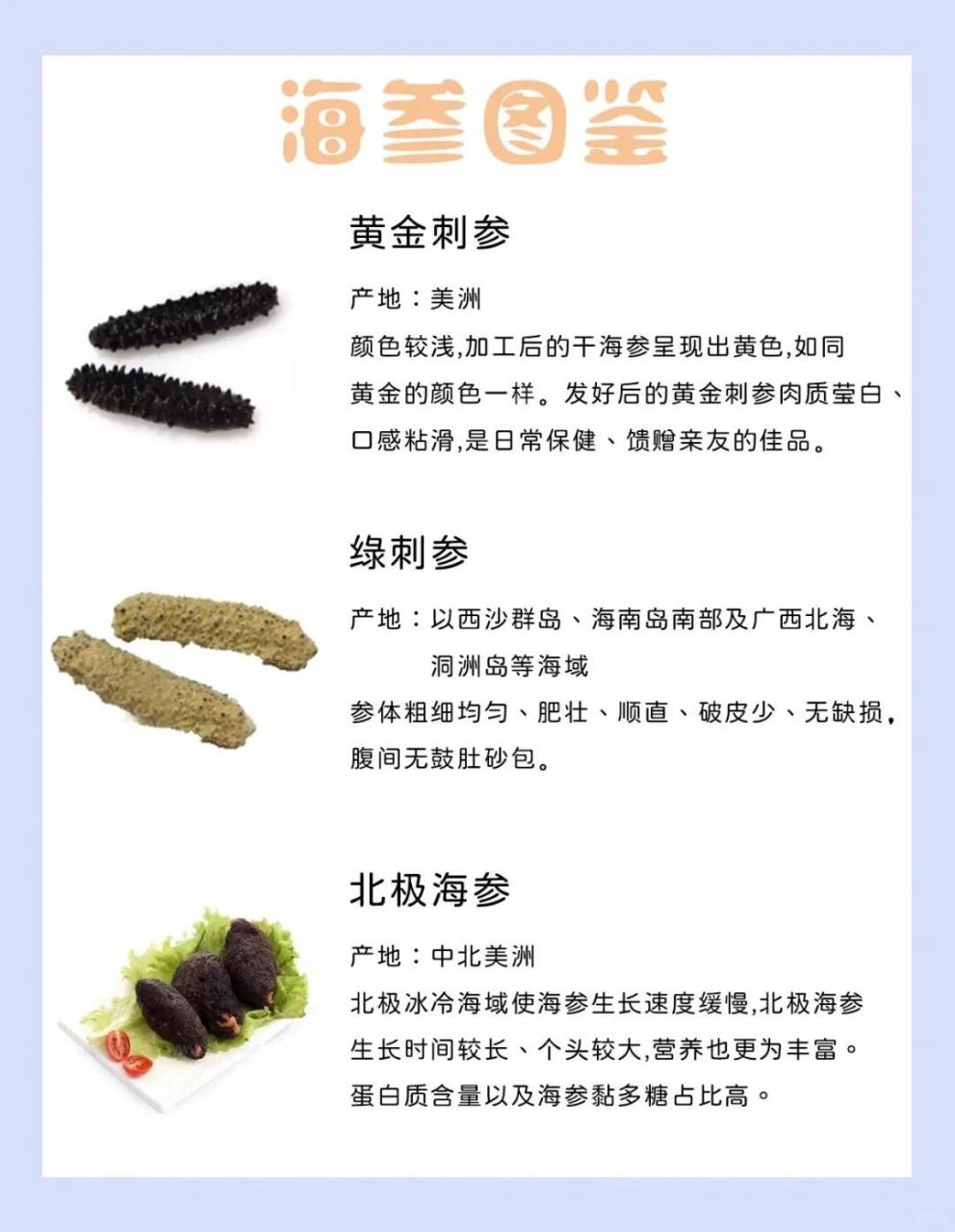 海参有几种品种的图片图片