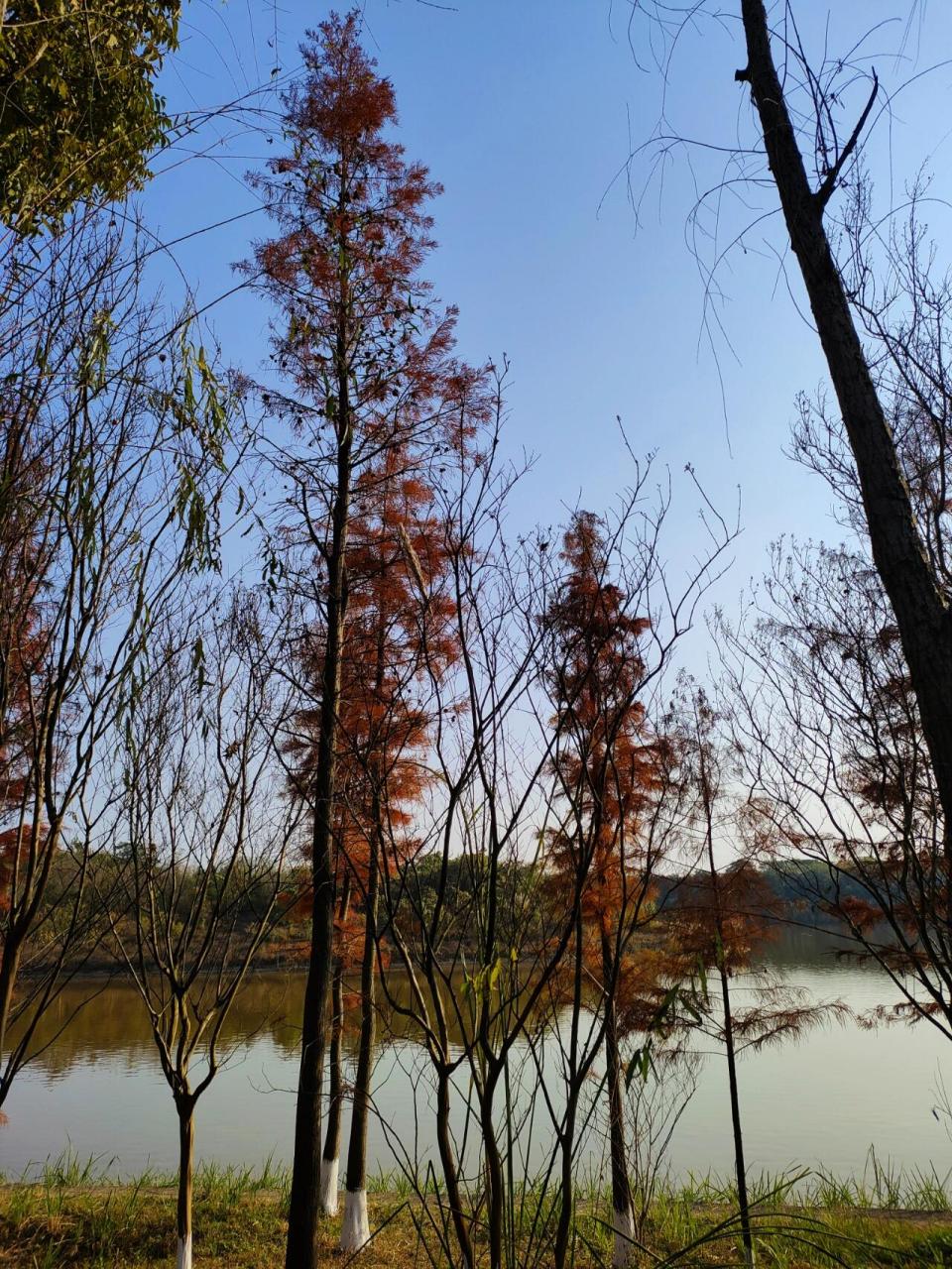 龙泉驿青龙湖湿地公园图片