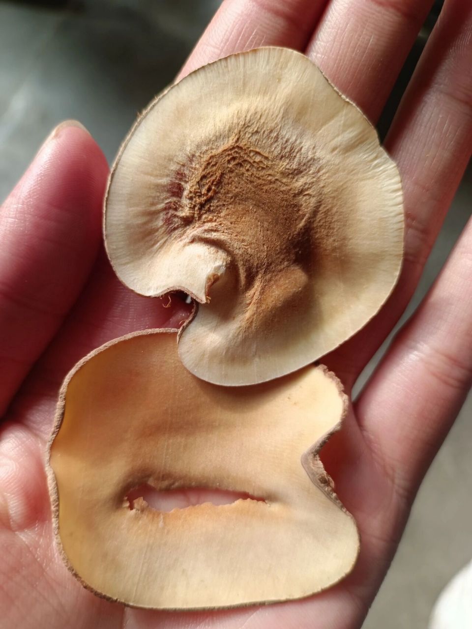 海底椰功效与作用【副作用与禁忌】 海底椰,润肺止咳 清热除燥 滋阴