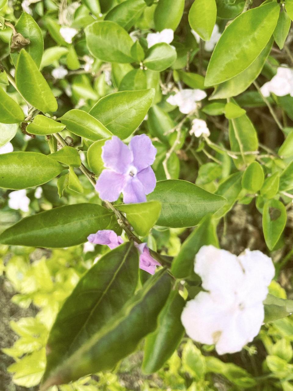 鸳鸯茉莉属图片