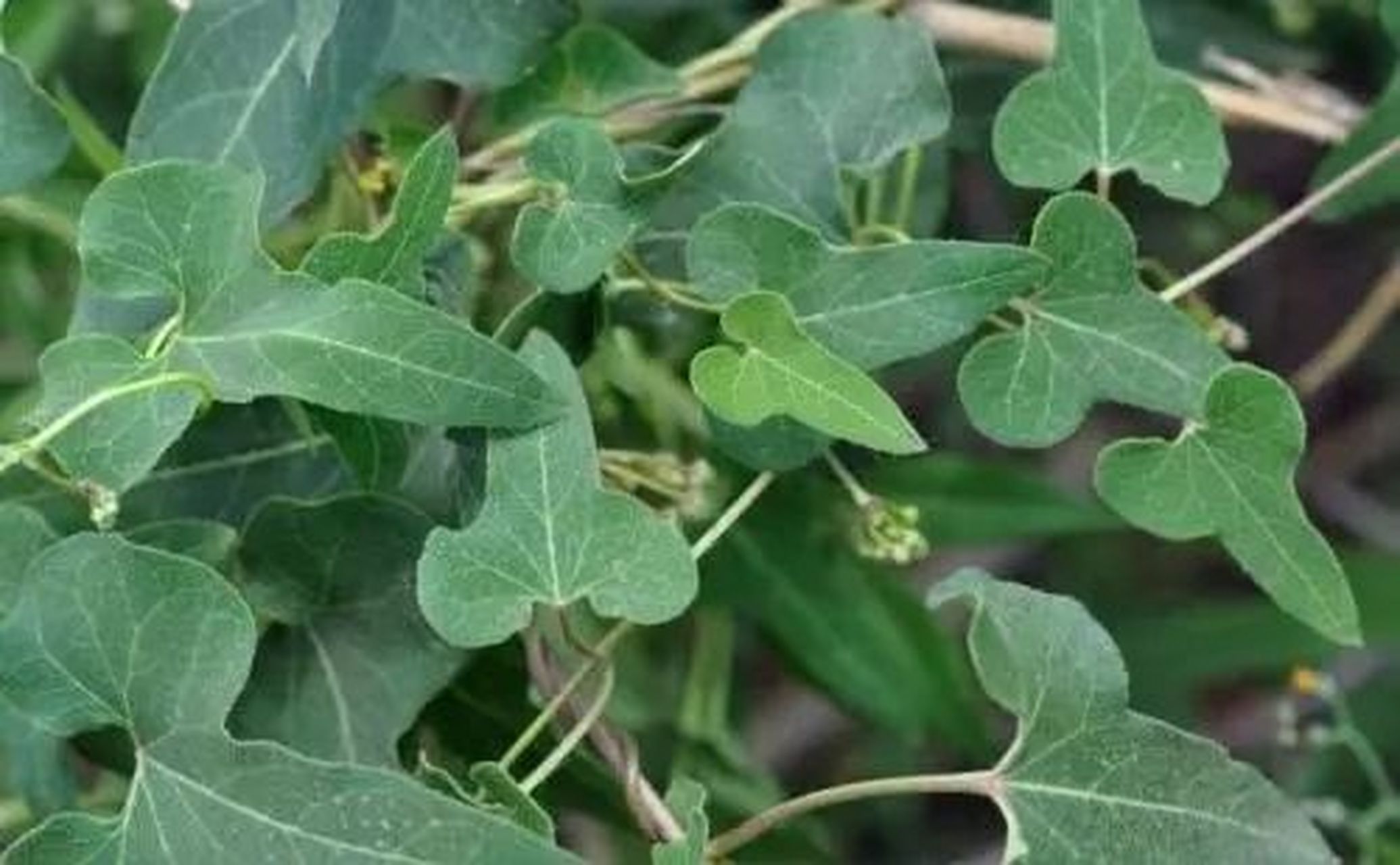 常见野外绿植—何首乌 何首乌,又名多花蓼,紫乌藤,夜交藤等.