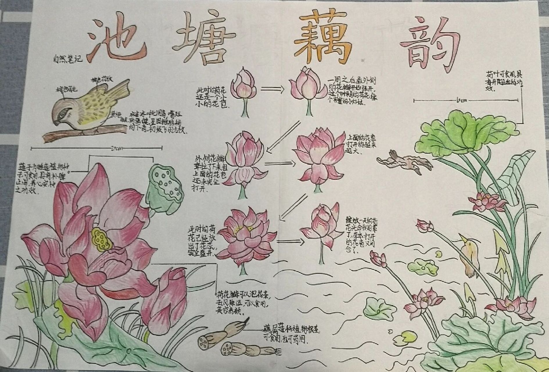 生物自然笔记初一文字图片