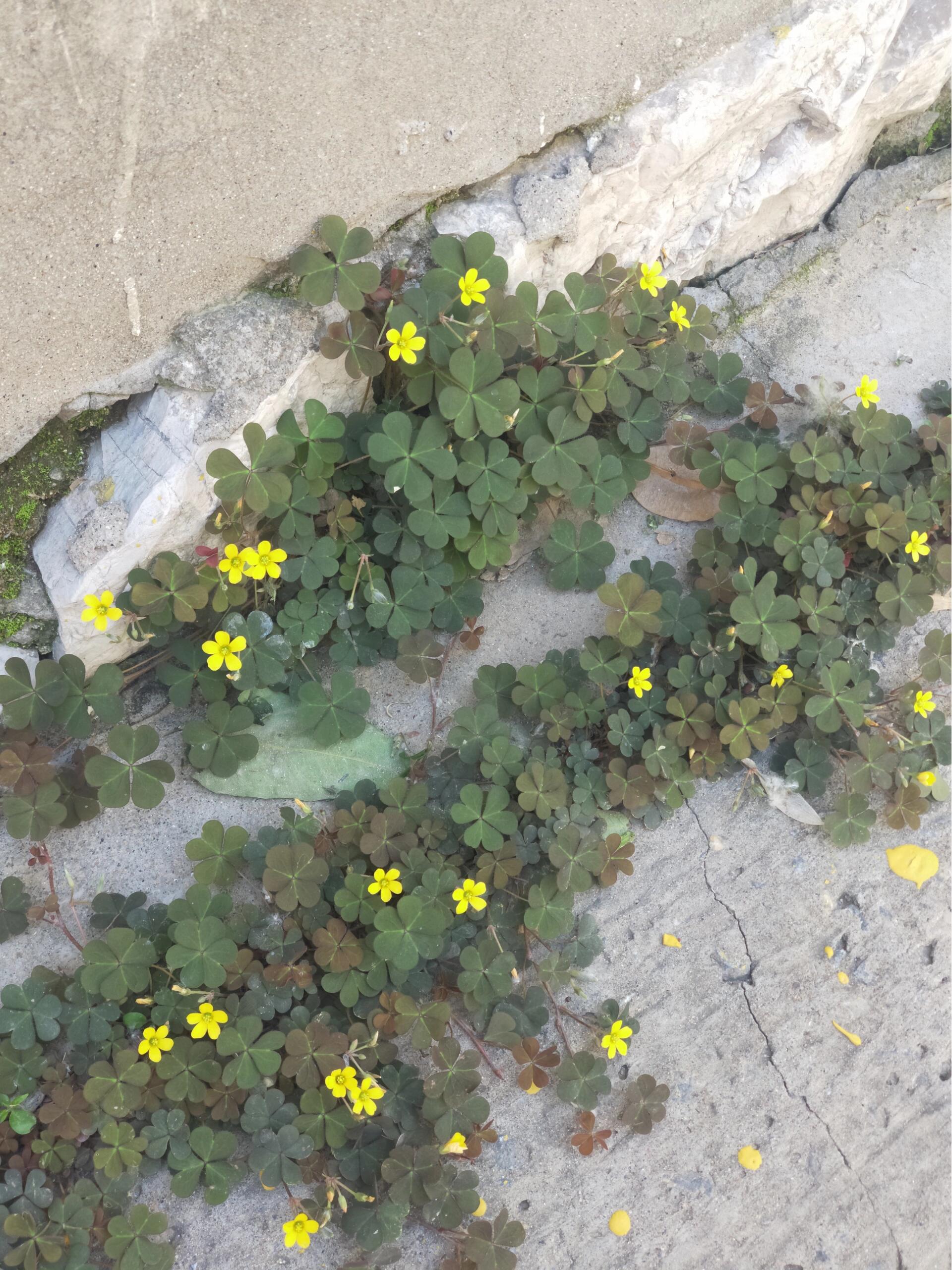 白花三叶草花语复仇图片