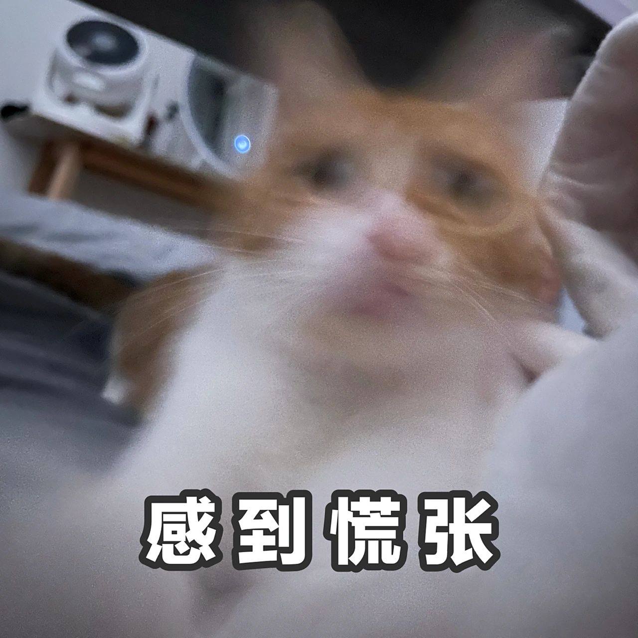 小橘表情包02-感到慌张 本系列是非常焦虑慌张系列 感到慌张超实用!