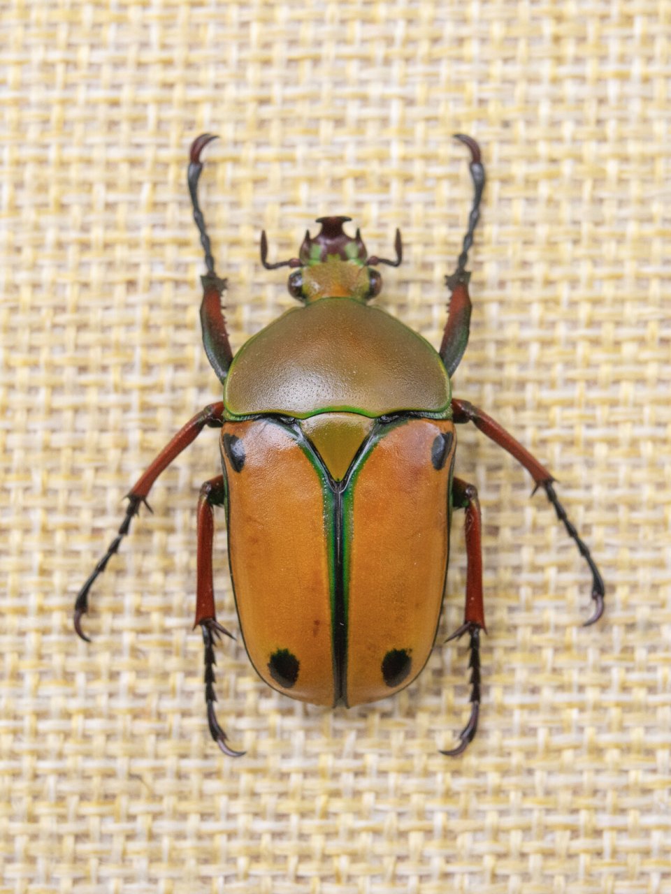 非洲花金龟 学名:eudicella euthalia 产地:坦桑尼亚 公虫小角个体,黄