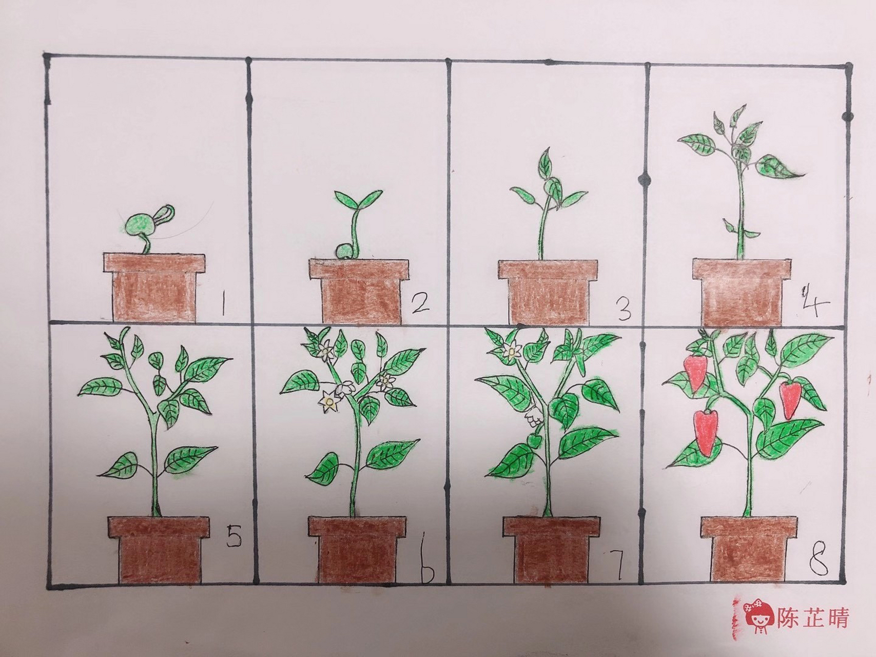 观察小辣椒的生长变化过程97 通过绘画记录下来96