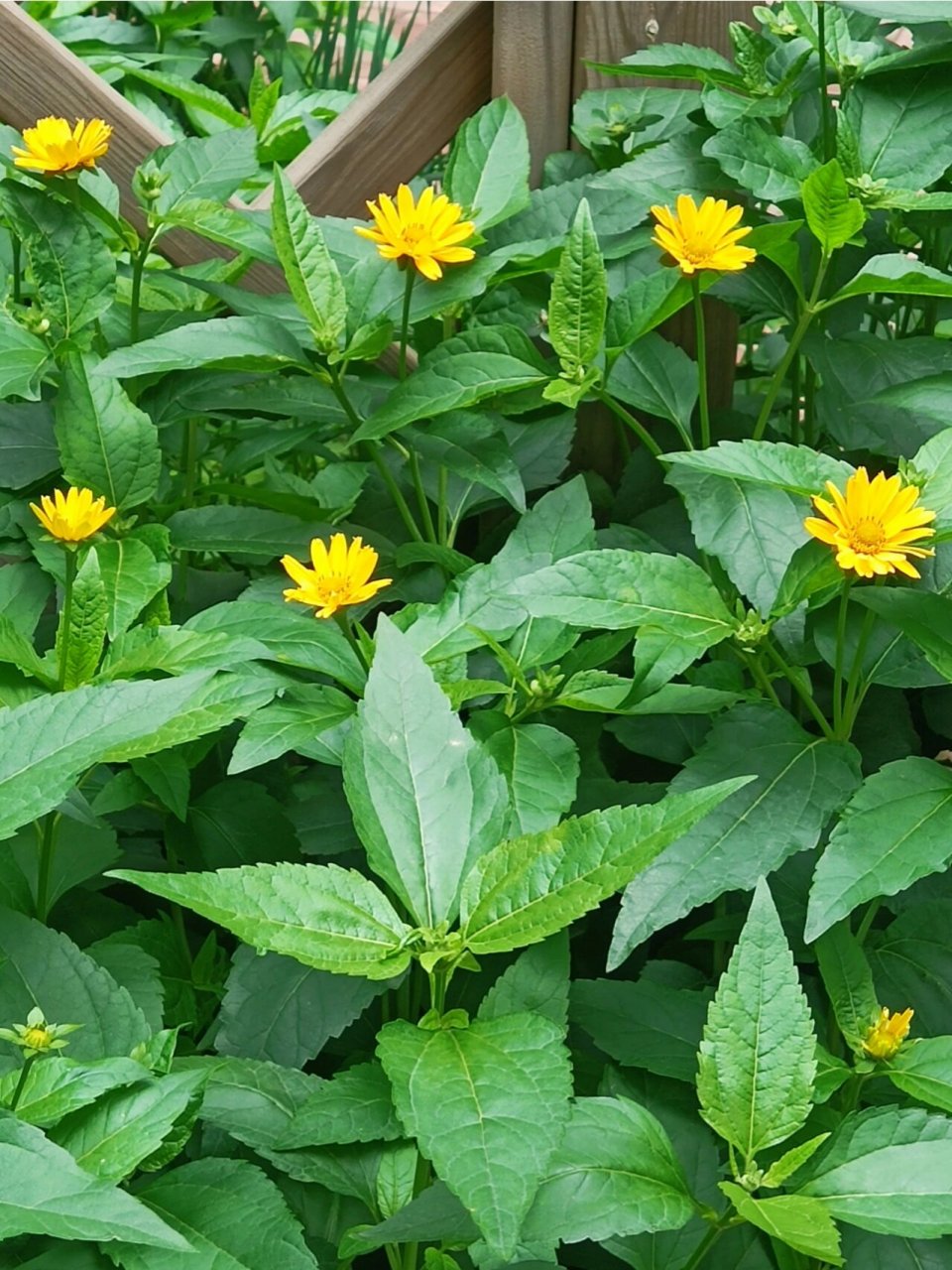 蟛蜞菊,菊系列(一) 92蟛蜞菊是菊科,蟛蜞菊属,多年生草本植物.