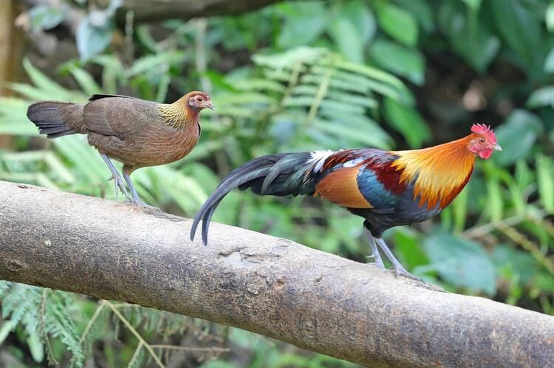 信宜三唛顶小红原鸡(山鸡)图片 (山鸡)养殖