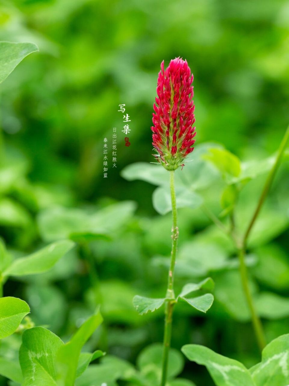 是蝶形花科车轴草属植物,一年生草本,高30-100厘米.