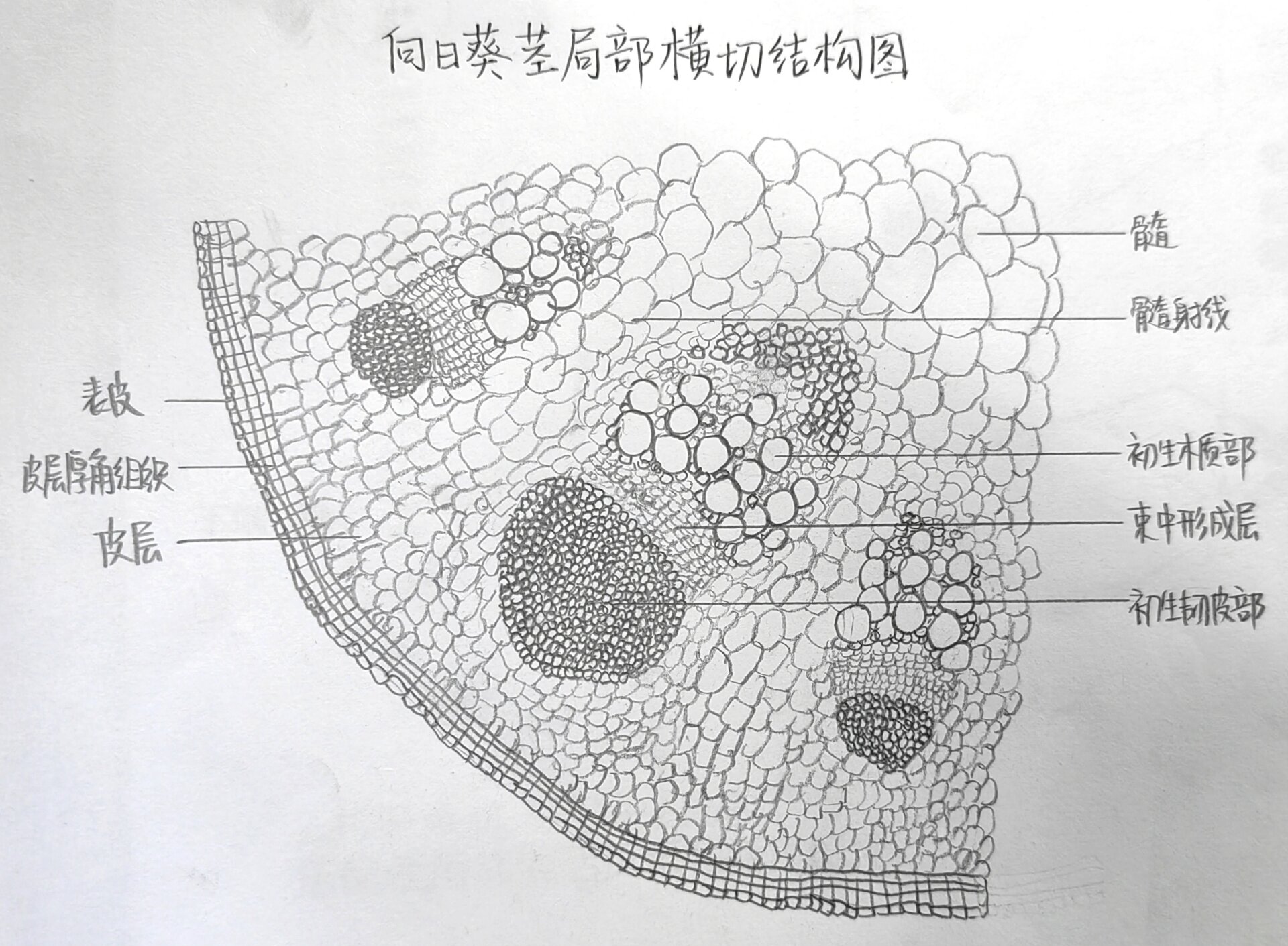 向日葵茎横切结构图片