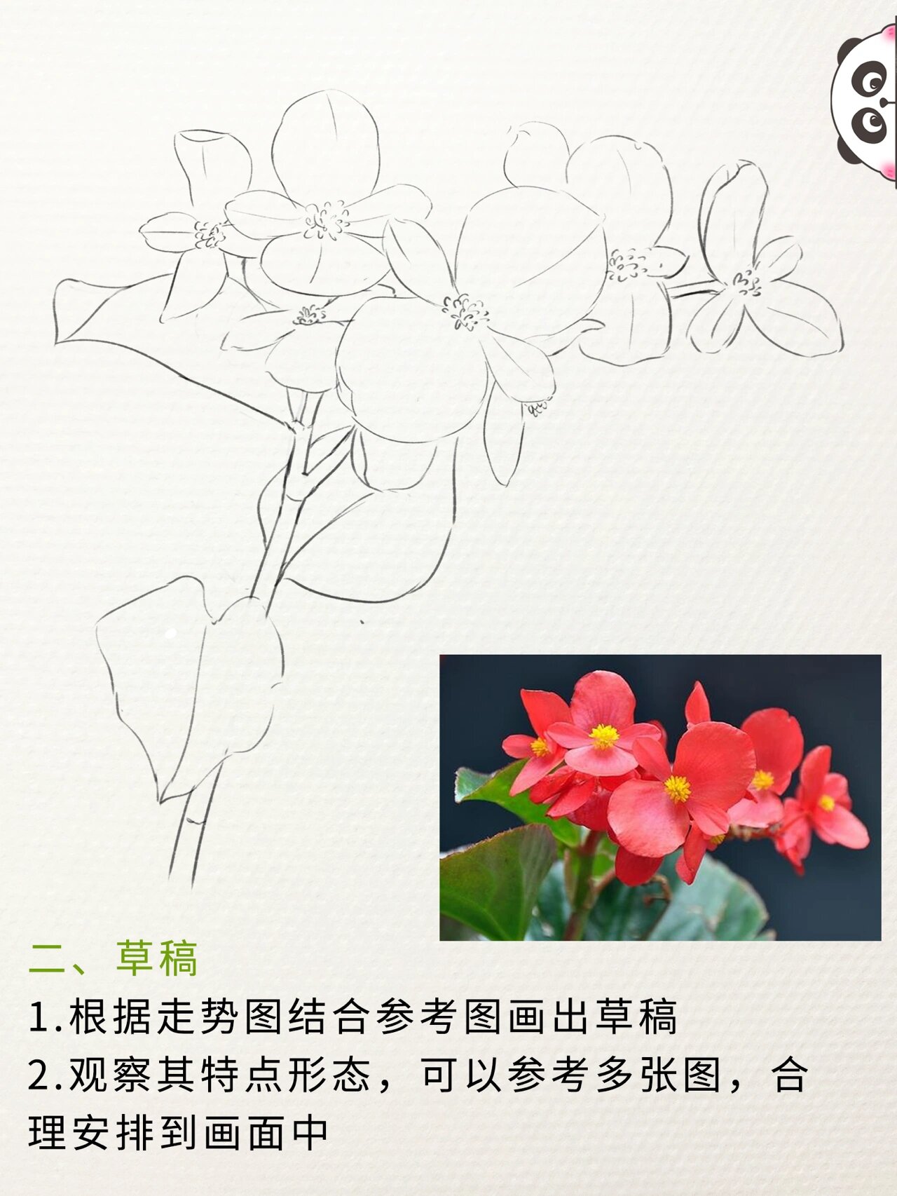 小白必看|四步画出花卉线稿 四季海棠28 这幅拖了蛮久的,我又回来啦