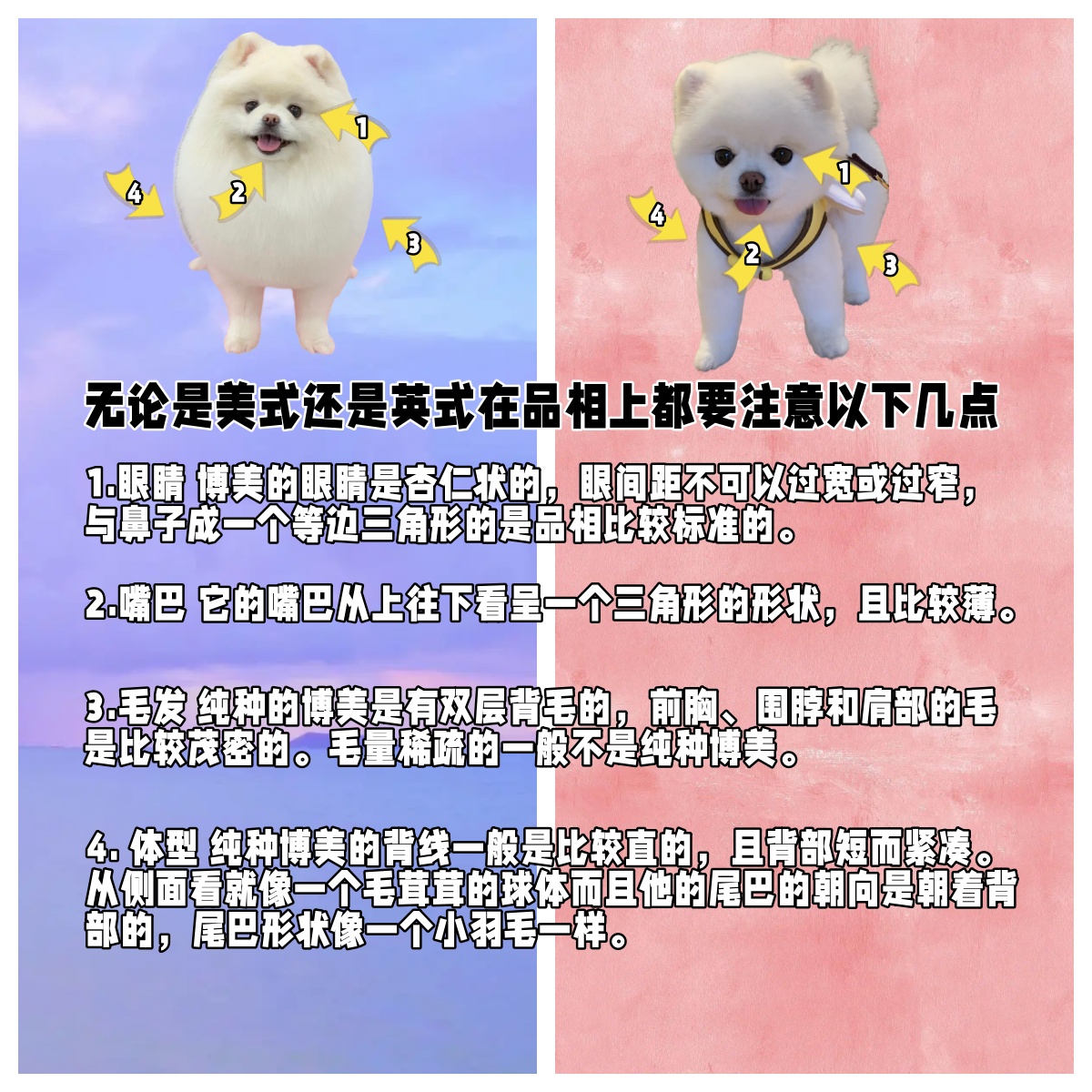 博美标准体重图片