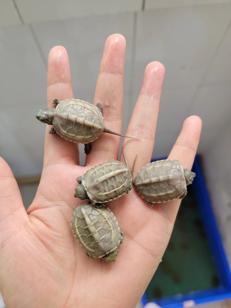 白玉草龟苗,2.5-3公分左右,喜欢的来!