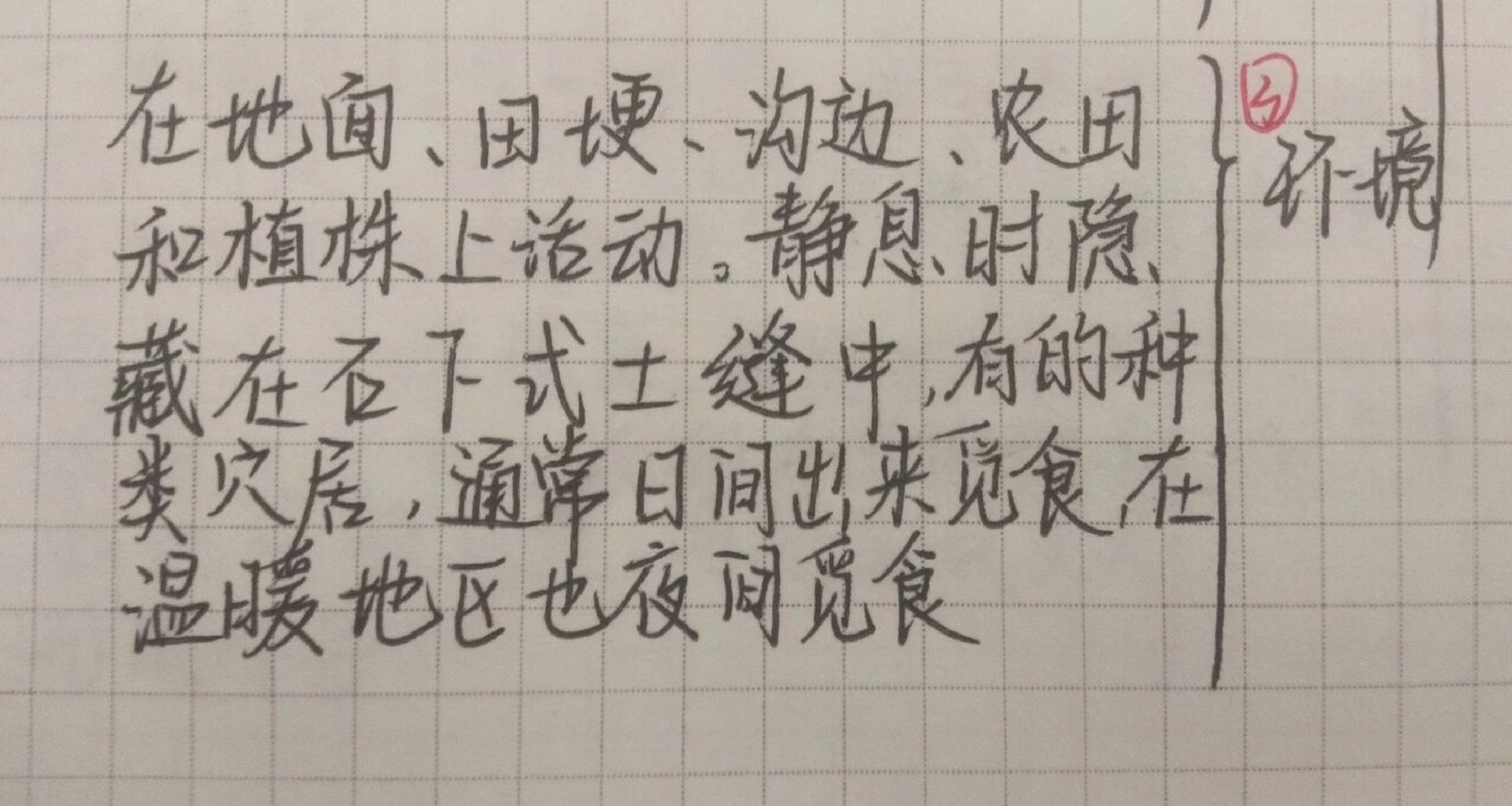 《昆虫记》思维导图 狼蛛