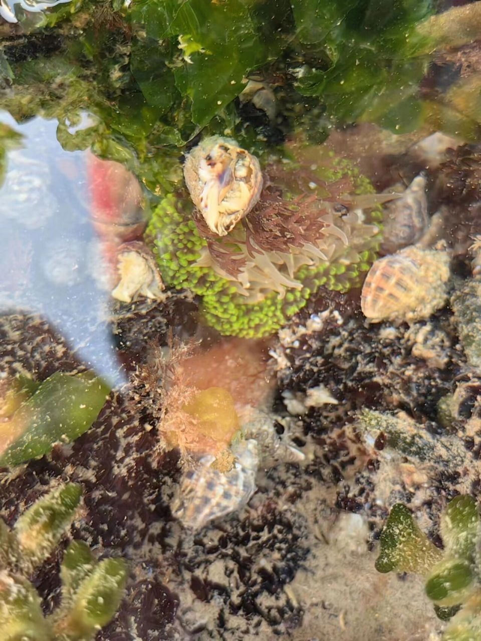 3秦皇岛东山浴场赶海79带娃深度感受大海 北京出发,三个半小时抵达