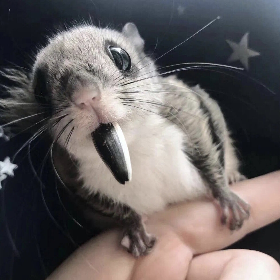 大眼飞鼠会暴毙?真的吗 注意!|上篇