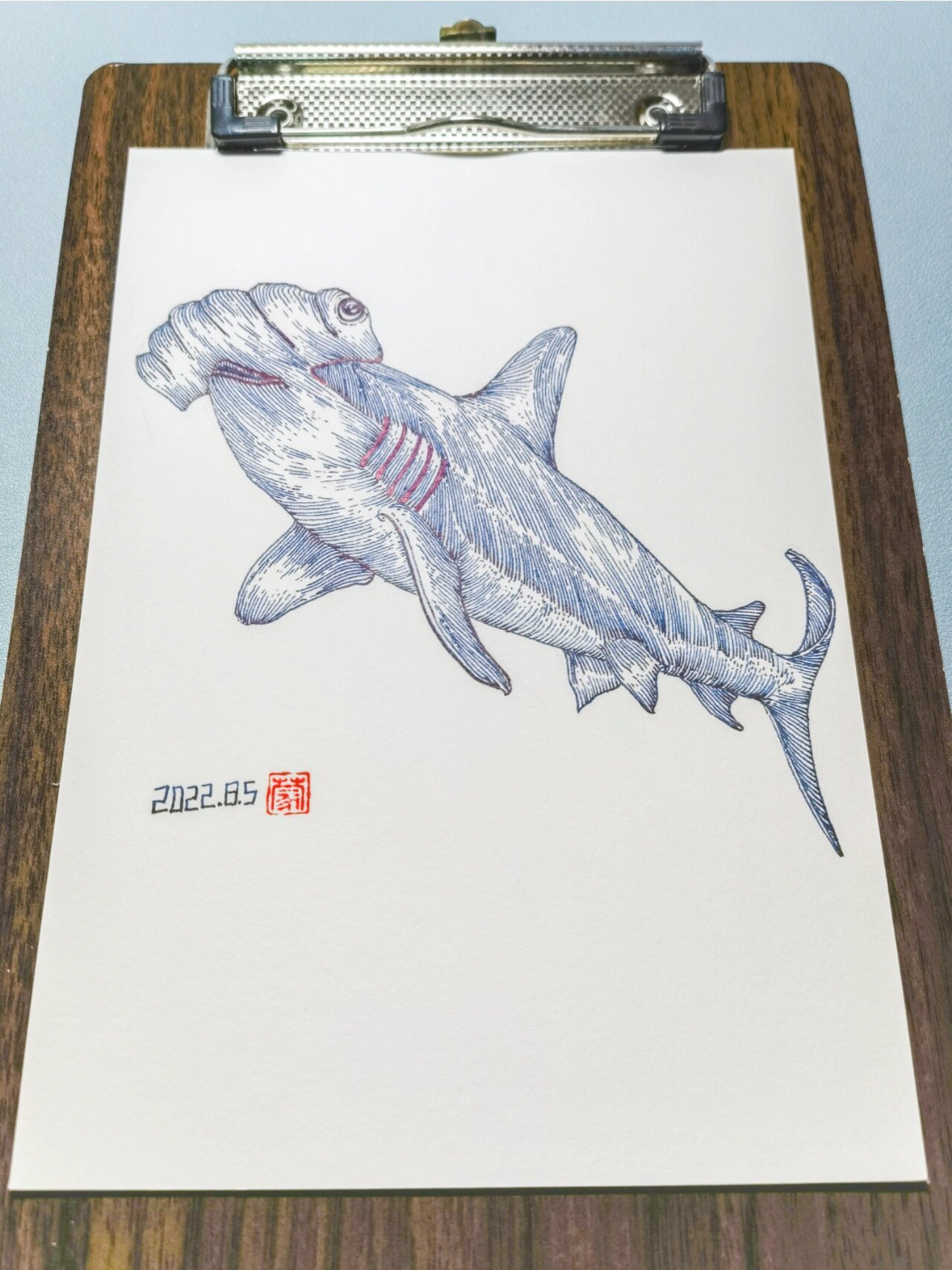 画画打卡,一只翻白眼的锤头鲨