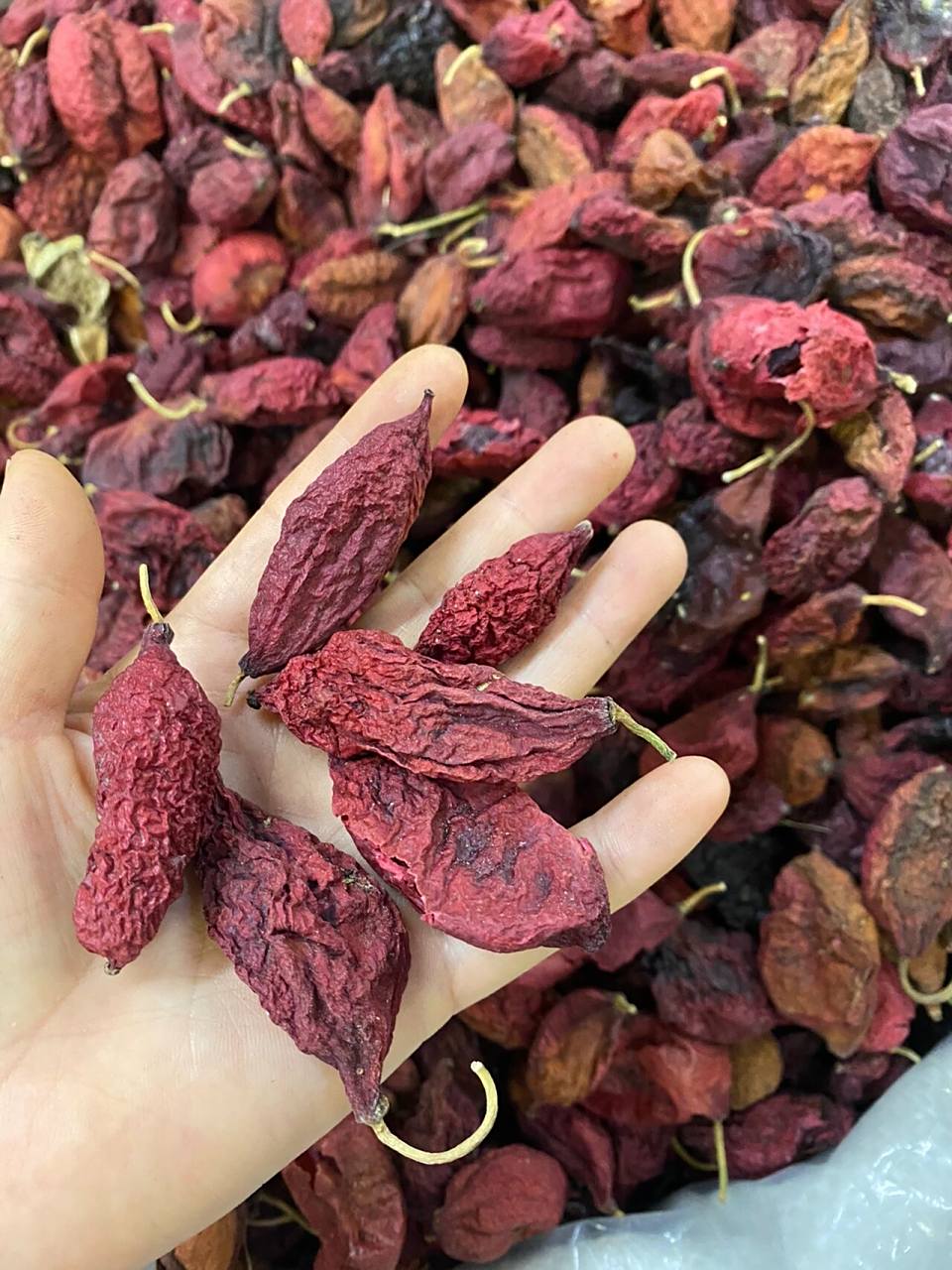 西藏鬼臼果泡水喝,对妇科病的好处!