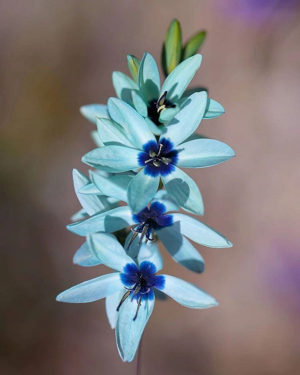 绿松石鸢尾|拥有tiffany蓝的鸢尾～ 去年热门的种球,绿松石鸢尾,花色