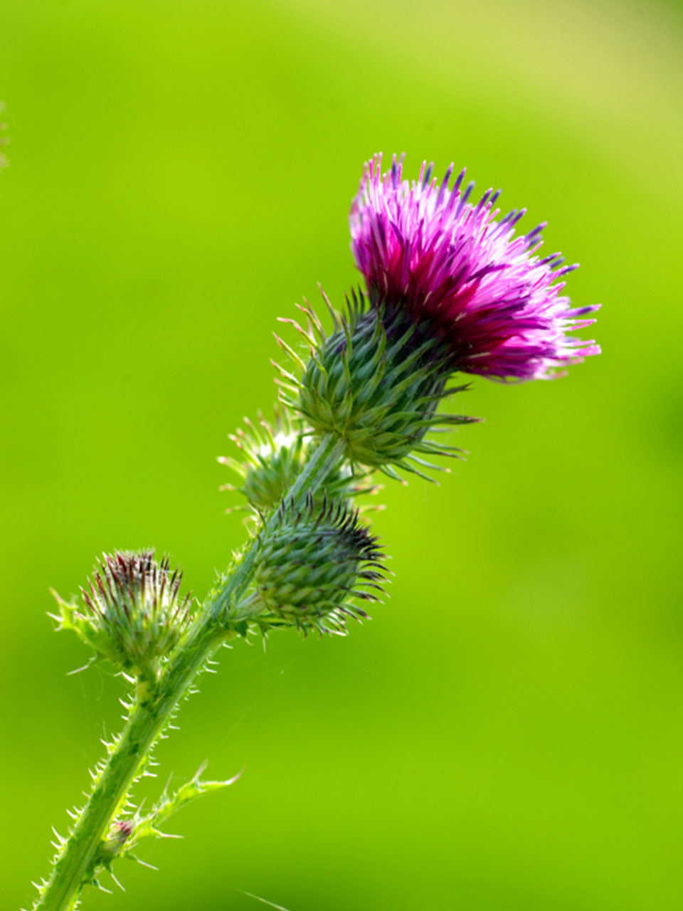 苏格兰国花 蓟花,苏格兰国花 相传是圣母玛利亚将基督被钉在十字架上