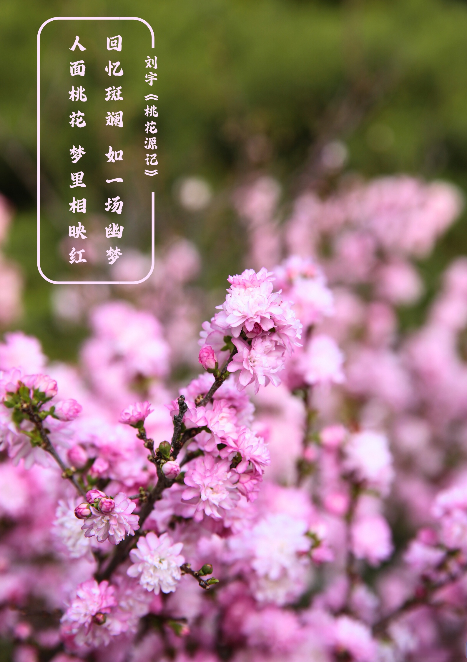 】繁花盛开,是春天写在时光里的诗句,饱含蓬勃