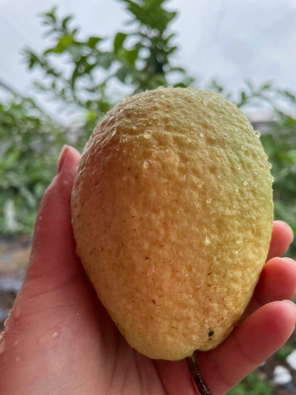 芭乐红心番石榴坐果开花的种植方法 芭乐红心番石榴又名叫鸡屎果 不