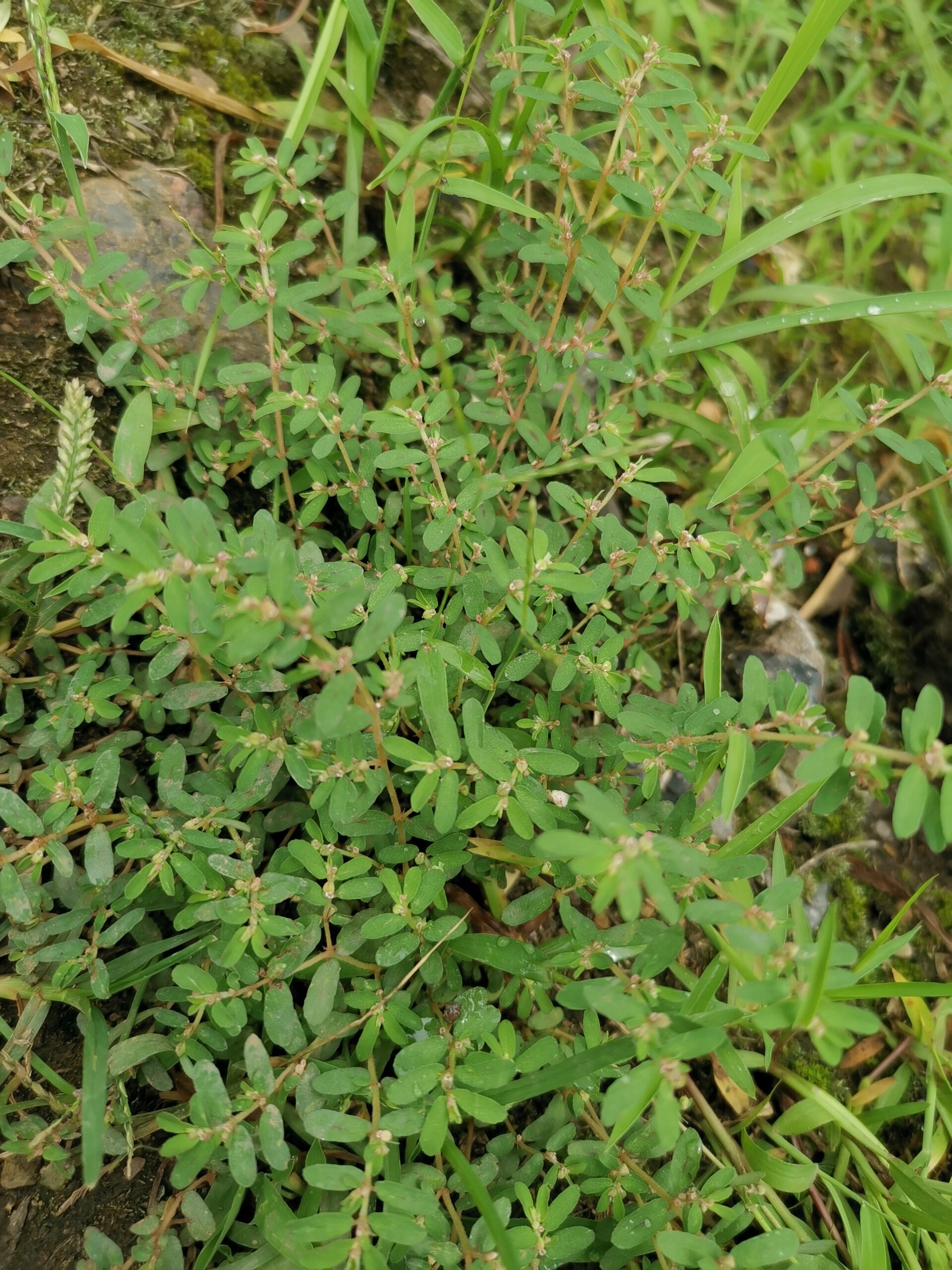 下火药之奶浆草 奶里奶气的奶浆草,娇小可爱,随处可见