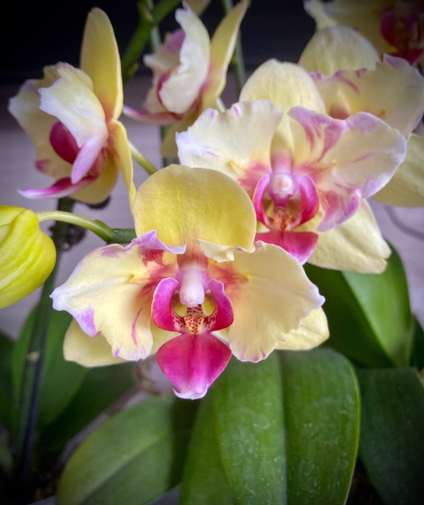 蝴蝶兰—朝日变异 朝日的三款变异是我一直非常喜欢的 去年买了两款