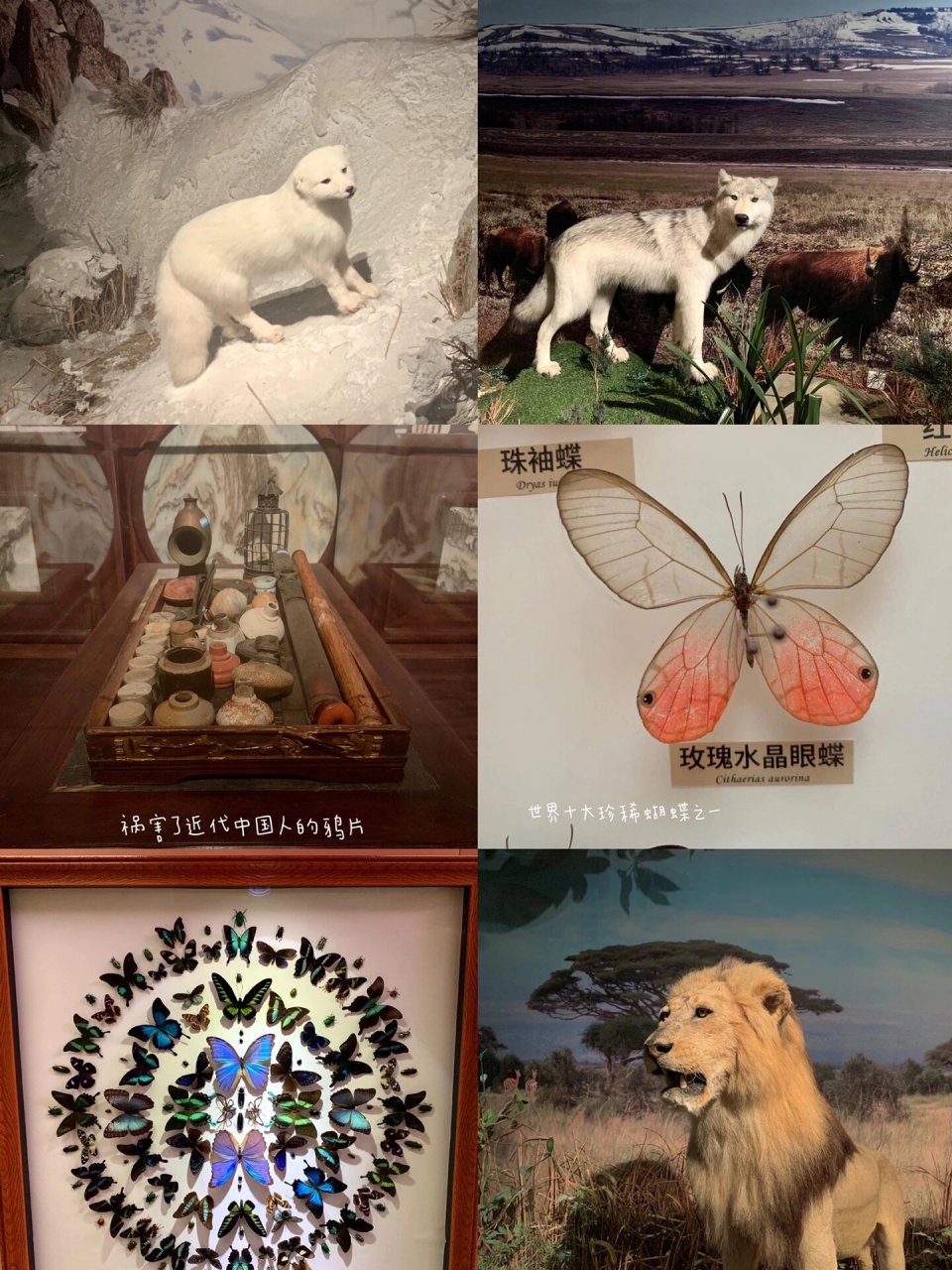 世界十大珍稀蝴蝶-玫瑰水晶眼蝶03 深圳博物馆除了古代艺术馆和历史