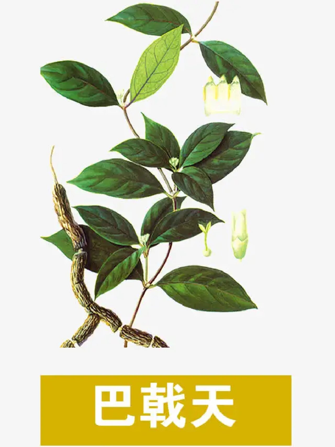 每天认识一味中药【巴戟天】 巴戟天 别名:鸡肠风,兔子肠,巴戟 【药用