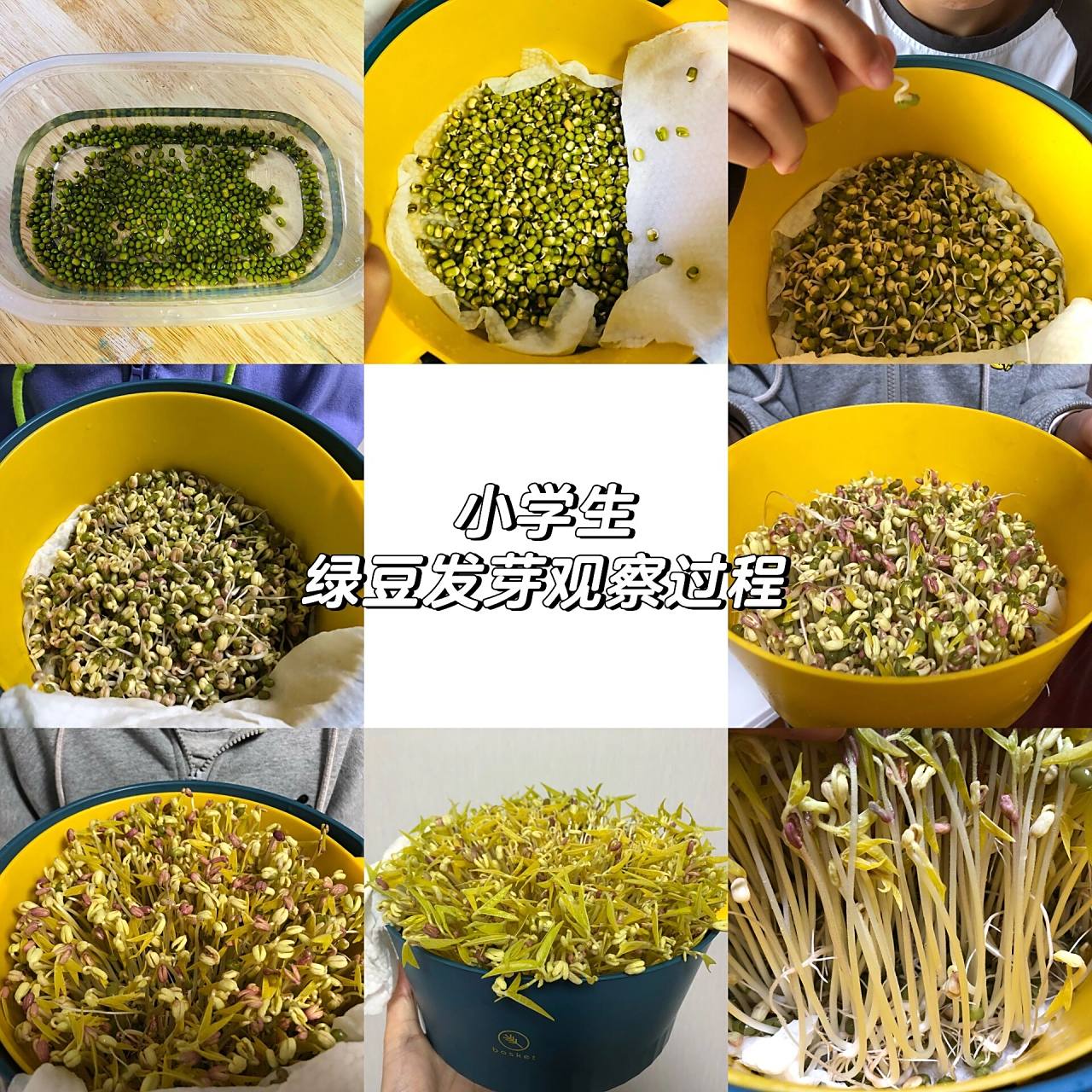 小学四年级作业绿豆发芽过程 绿豆发芽观察日记,7天了记录一下,已经快