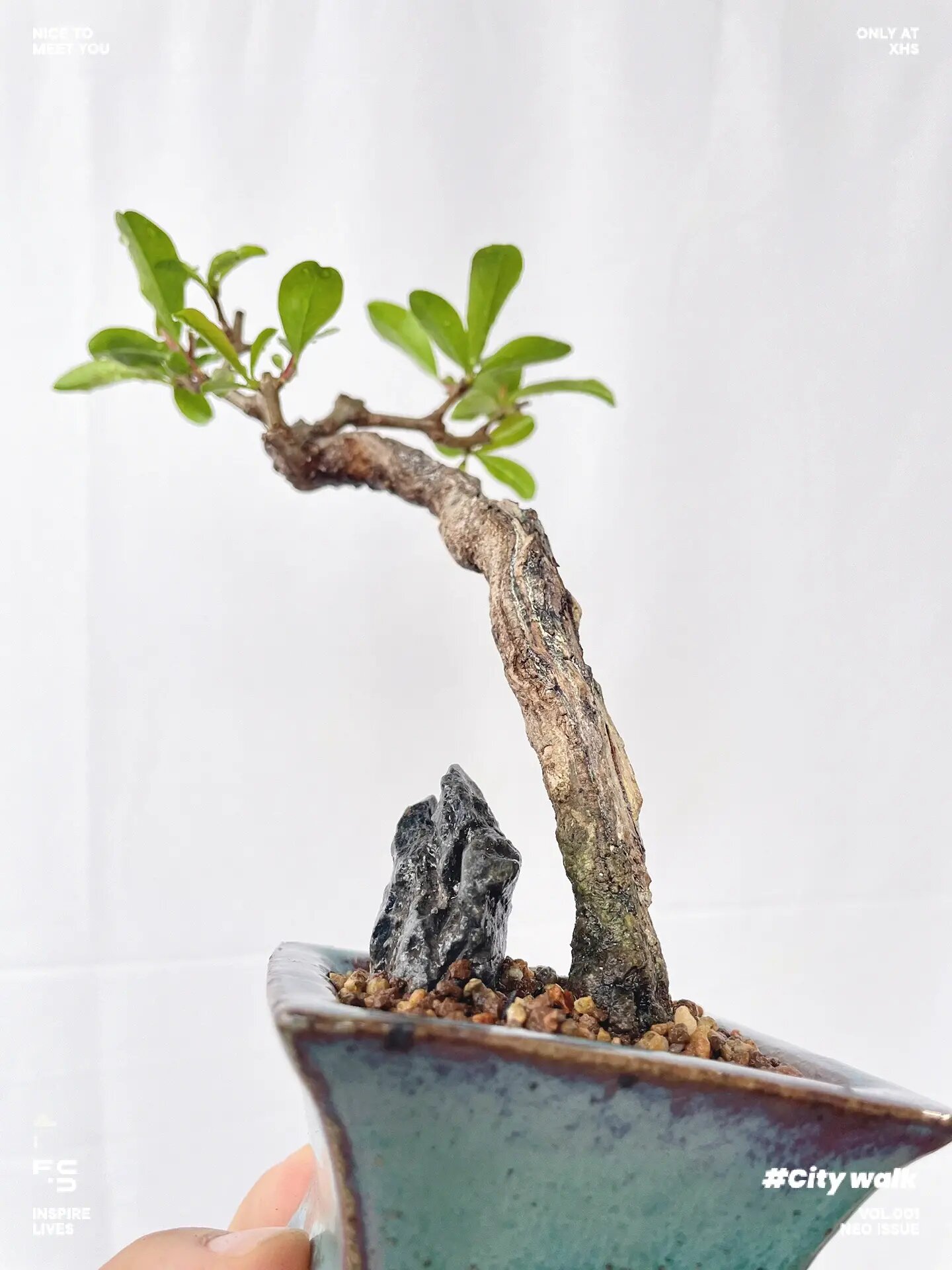 直杆文人带舍利大红袍石榴盆景